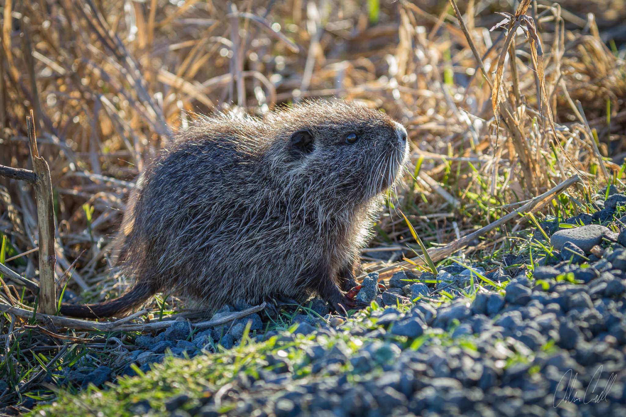 Baby Nutria Ridgefield Wildlife Refuge #20150130_0546
