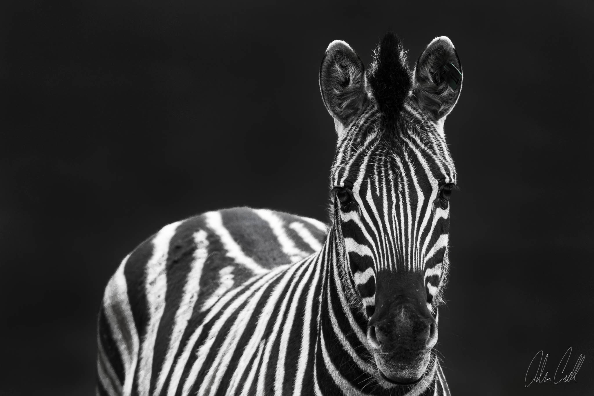 Damara Zebra