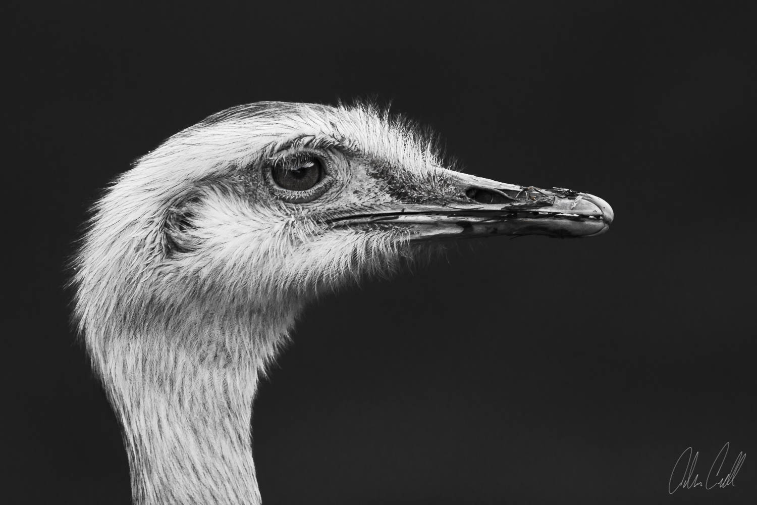 Greater Rhea #20150314_0280 FACTOID: Males make the nest, incubate the eggs, and rear the young. STATUS: Near Threatened
