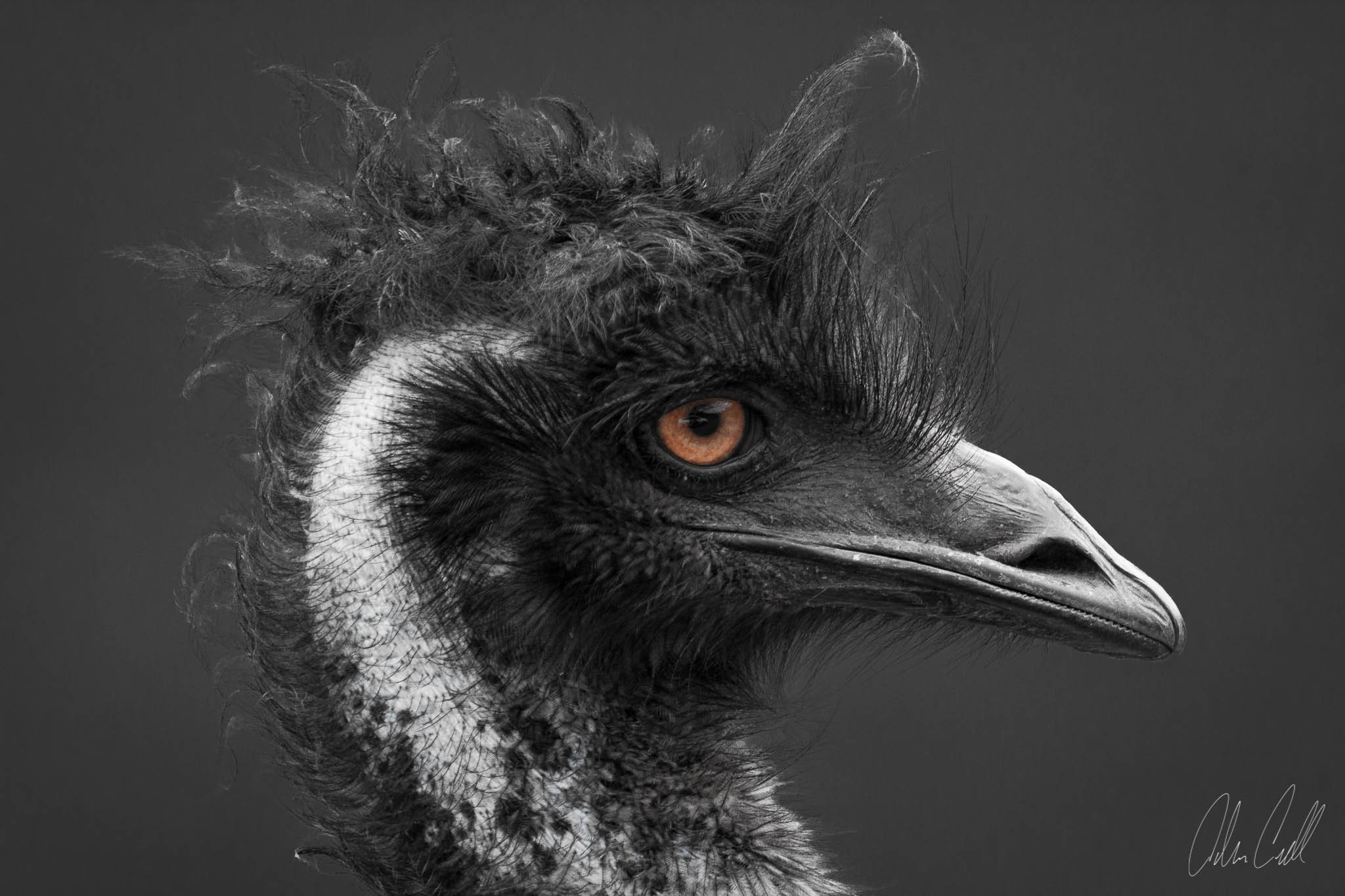 Emu #20150314_0308 FACTOID: Emus have two eyelids, one for blinking, and one to keep out dust. STATUS: Stable