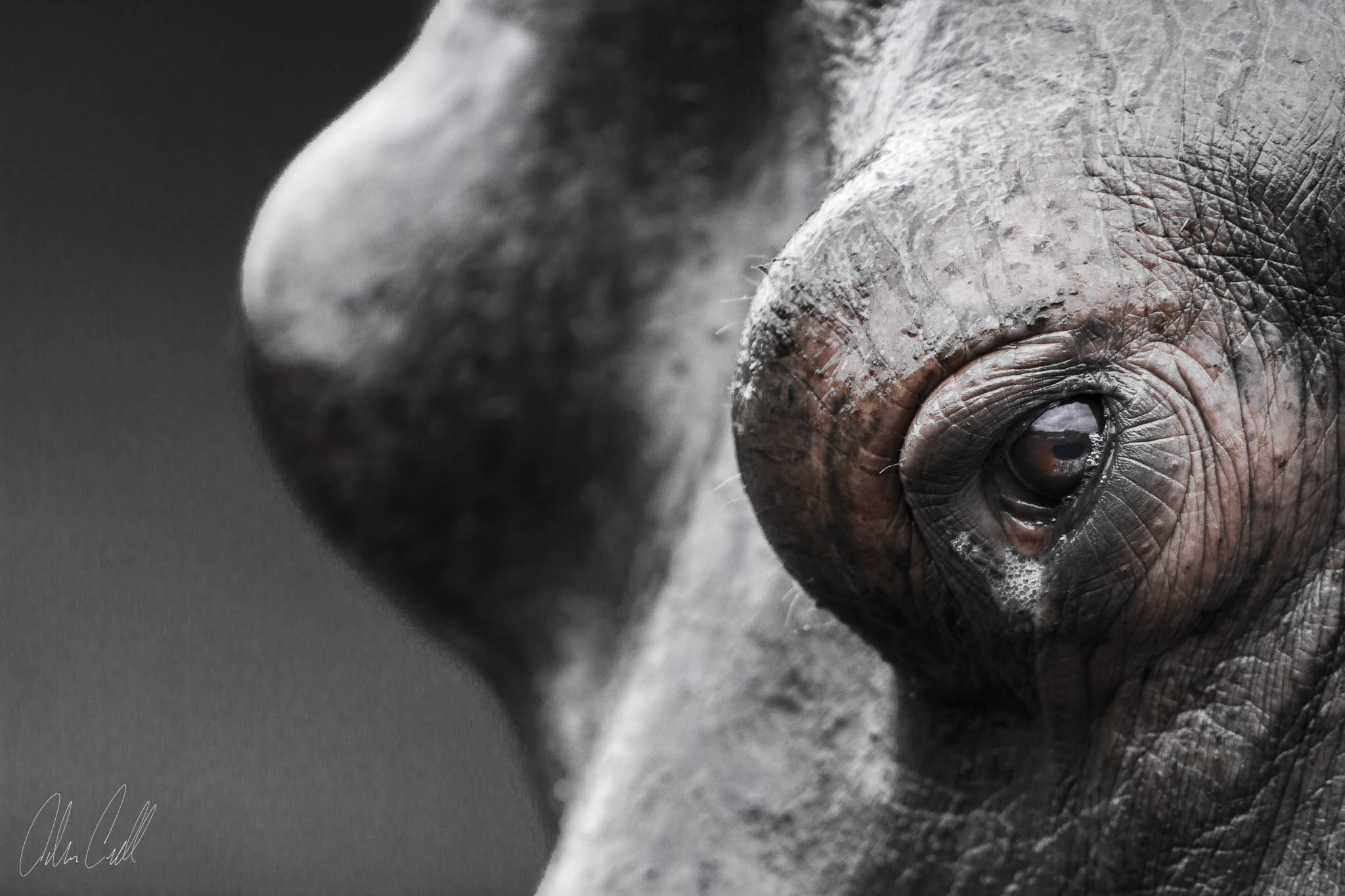 Hippopotamus