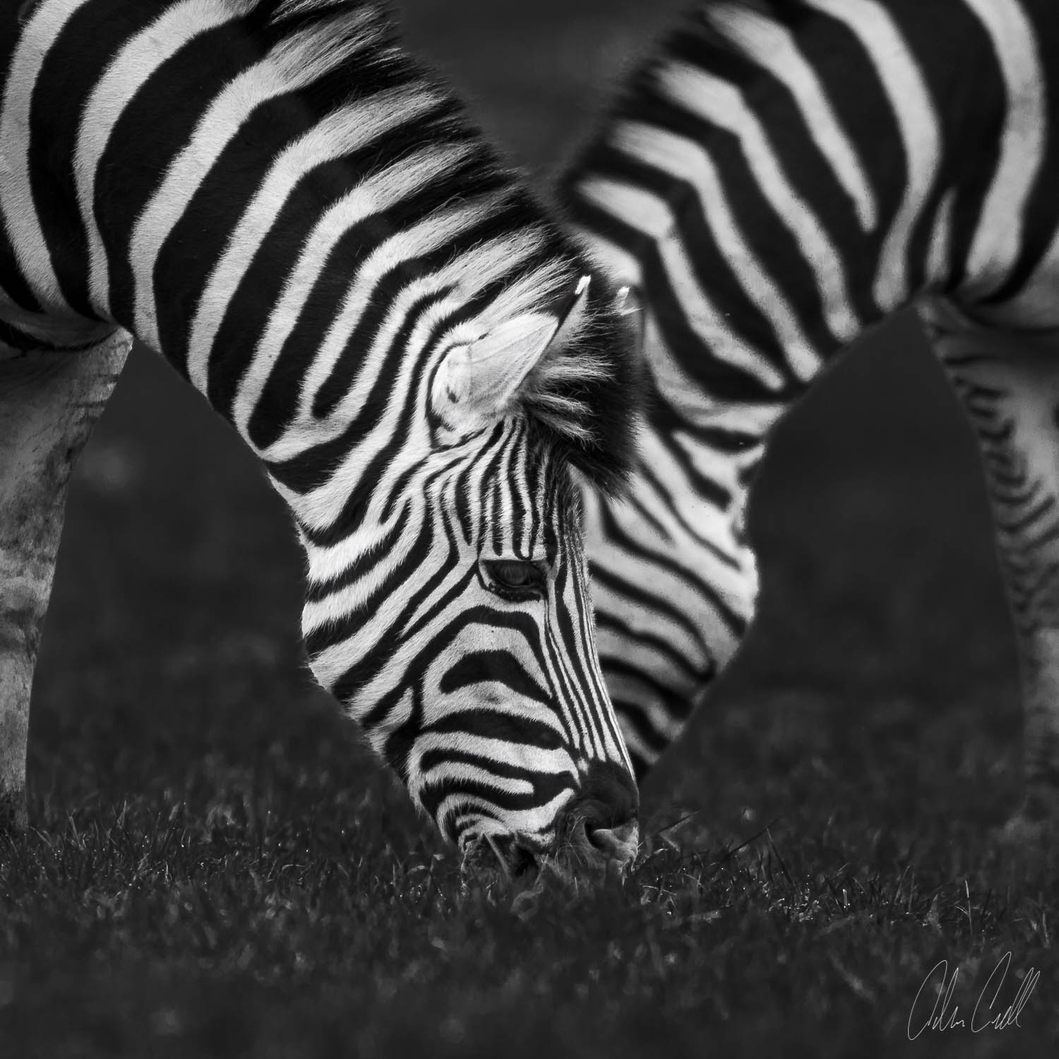 Damara Zebras