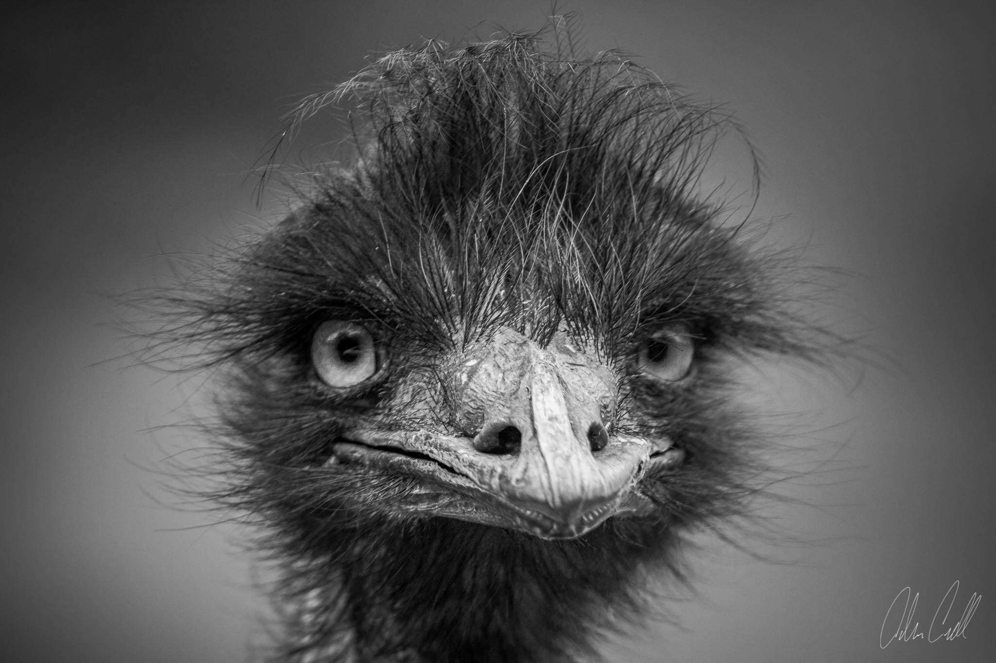   Emu  #20130527_0528-3  FACTOID: Males grunt like a&nbsp;pig, females make loud booming sounds.  STATUS:&nbsp; Stable  