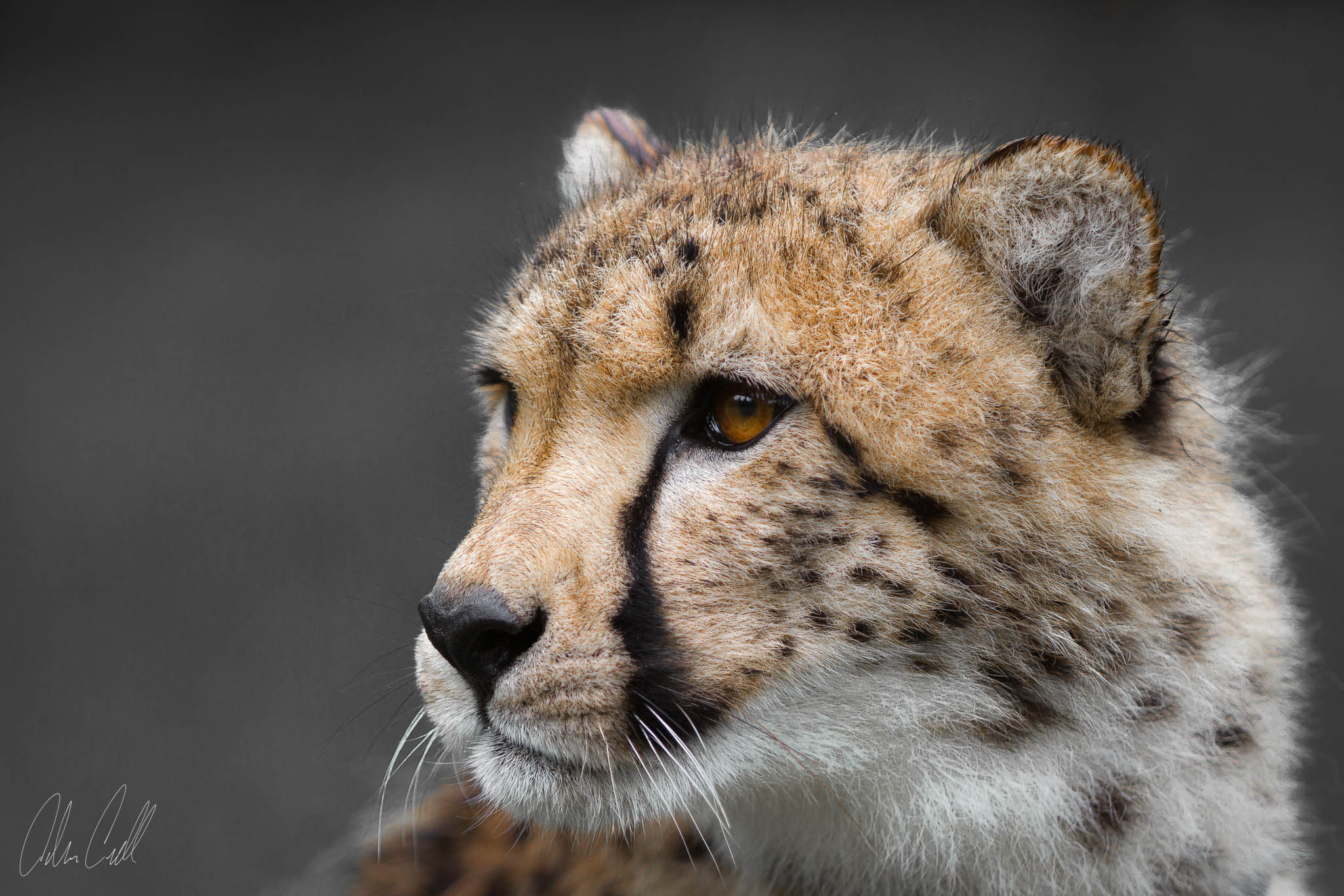  Cheetah #20130527_0059-3 
