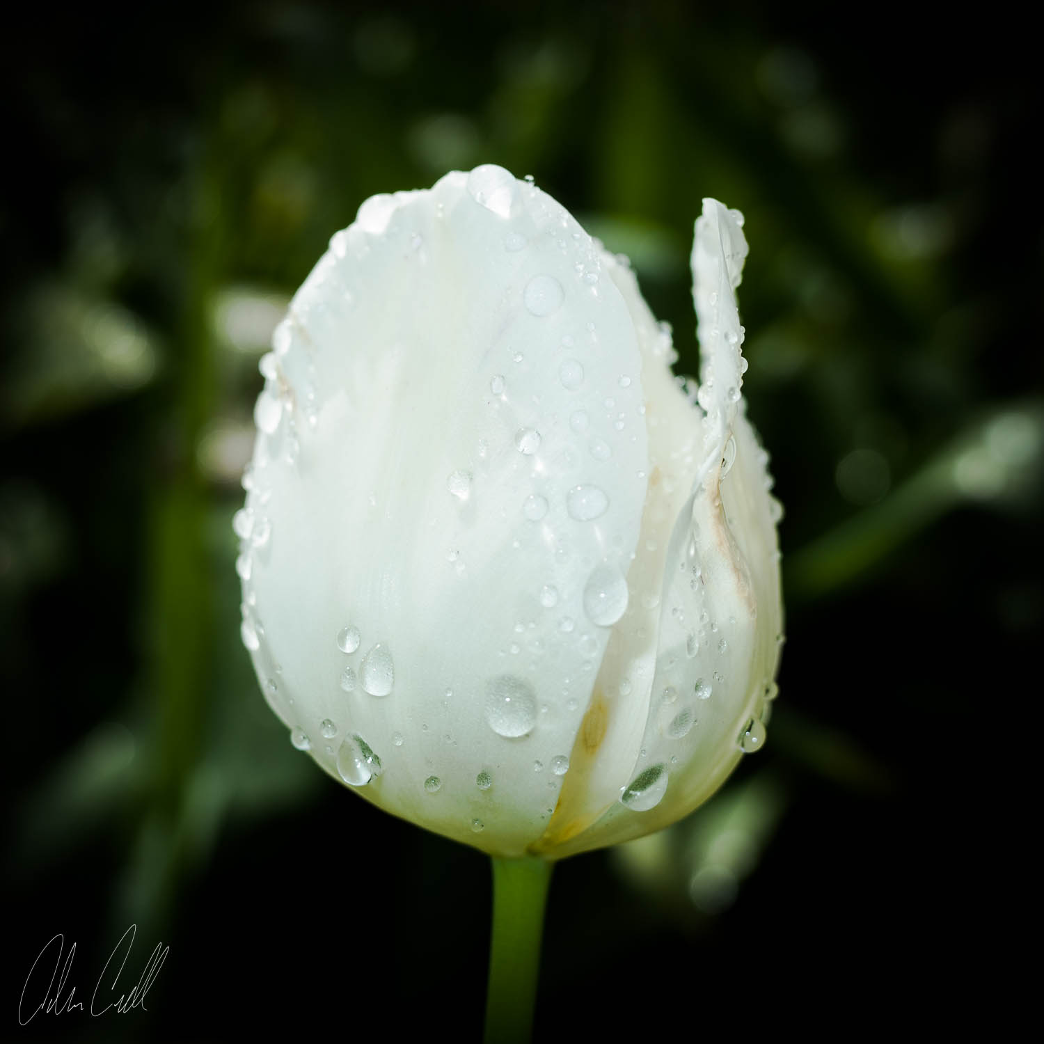 Tulip