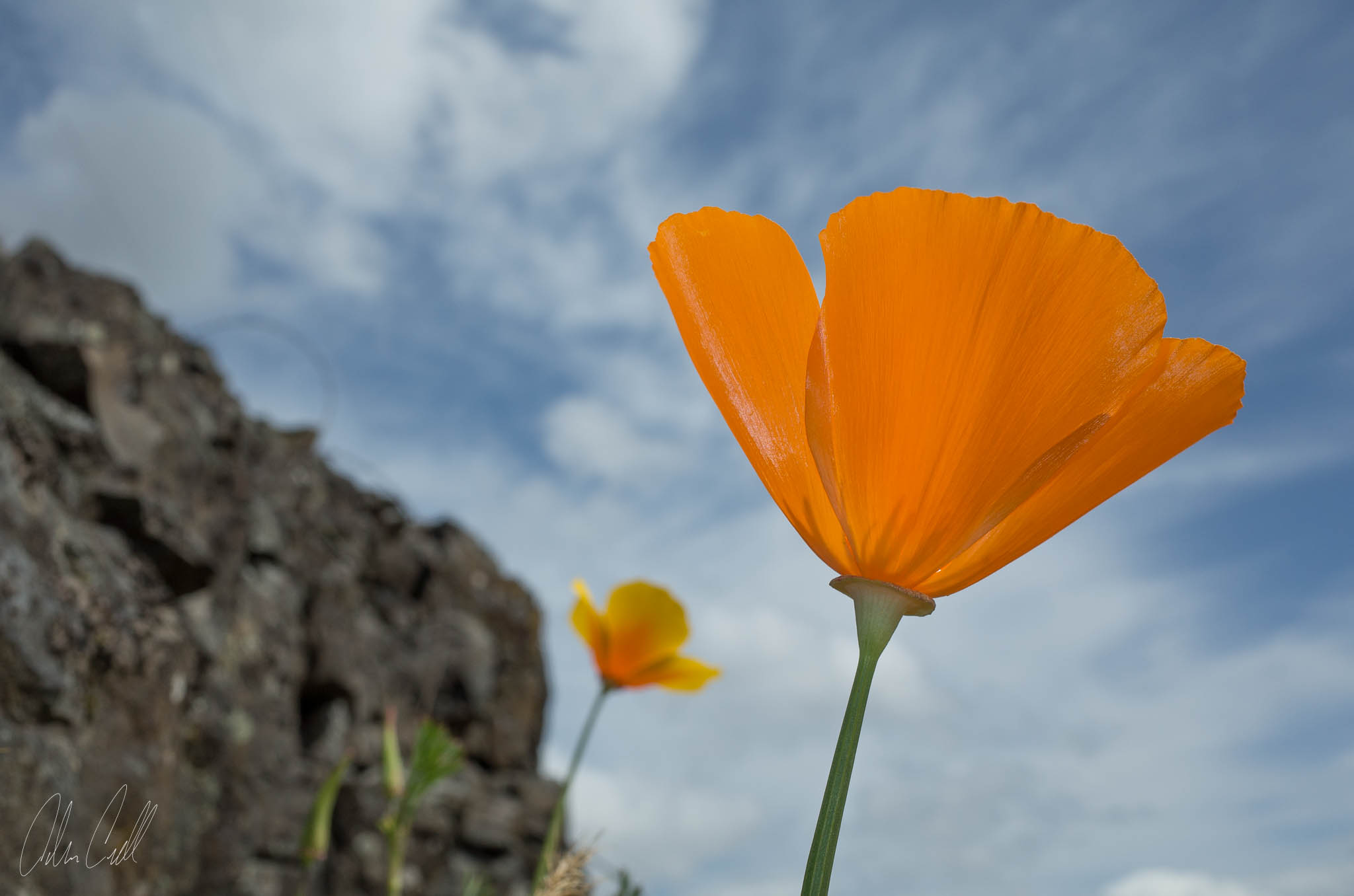 California Poppy