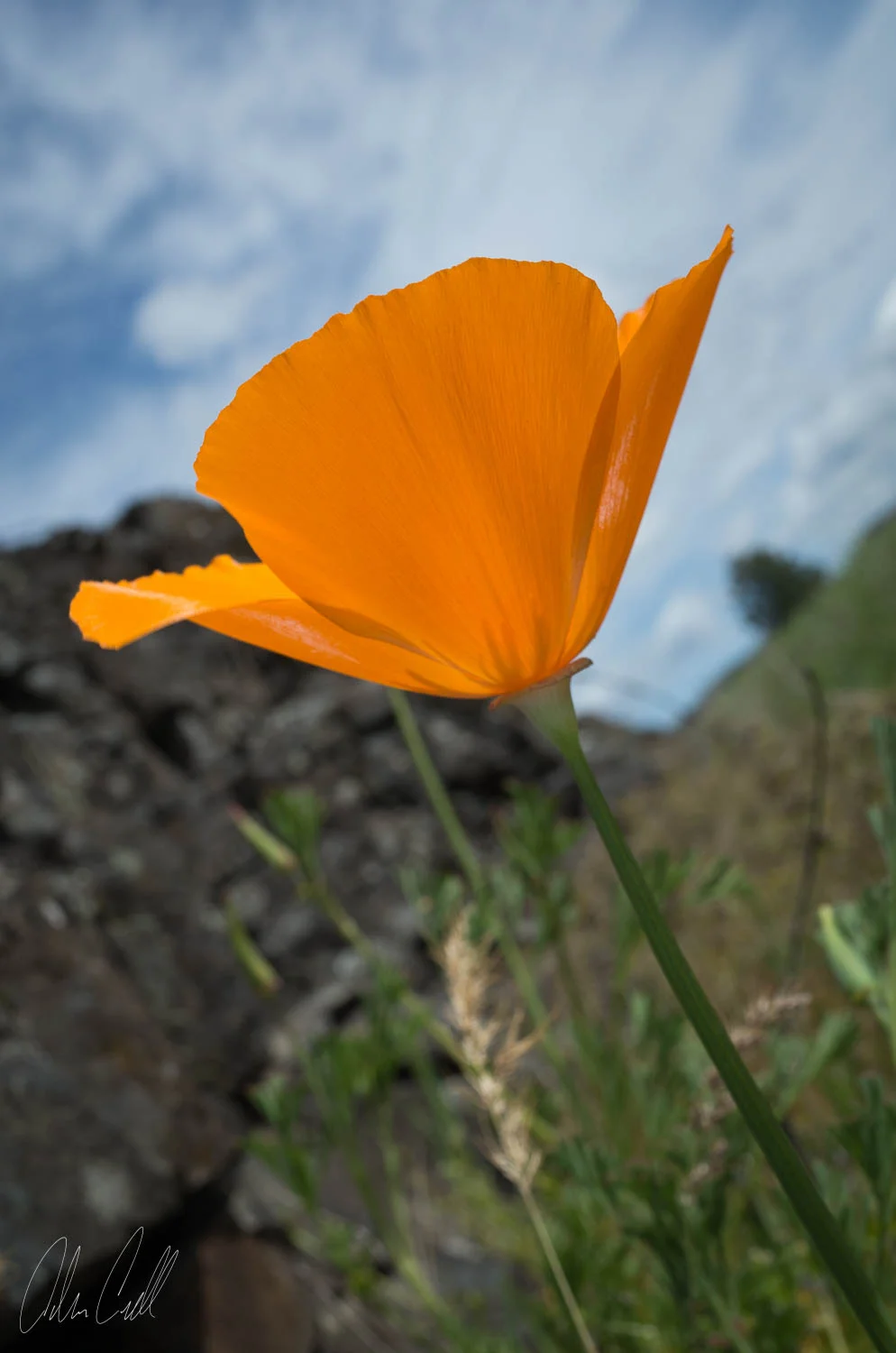 California Poppy