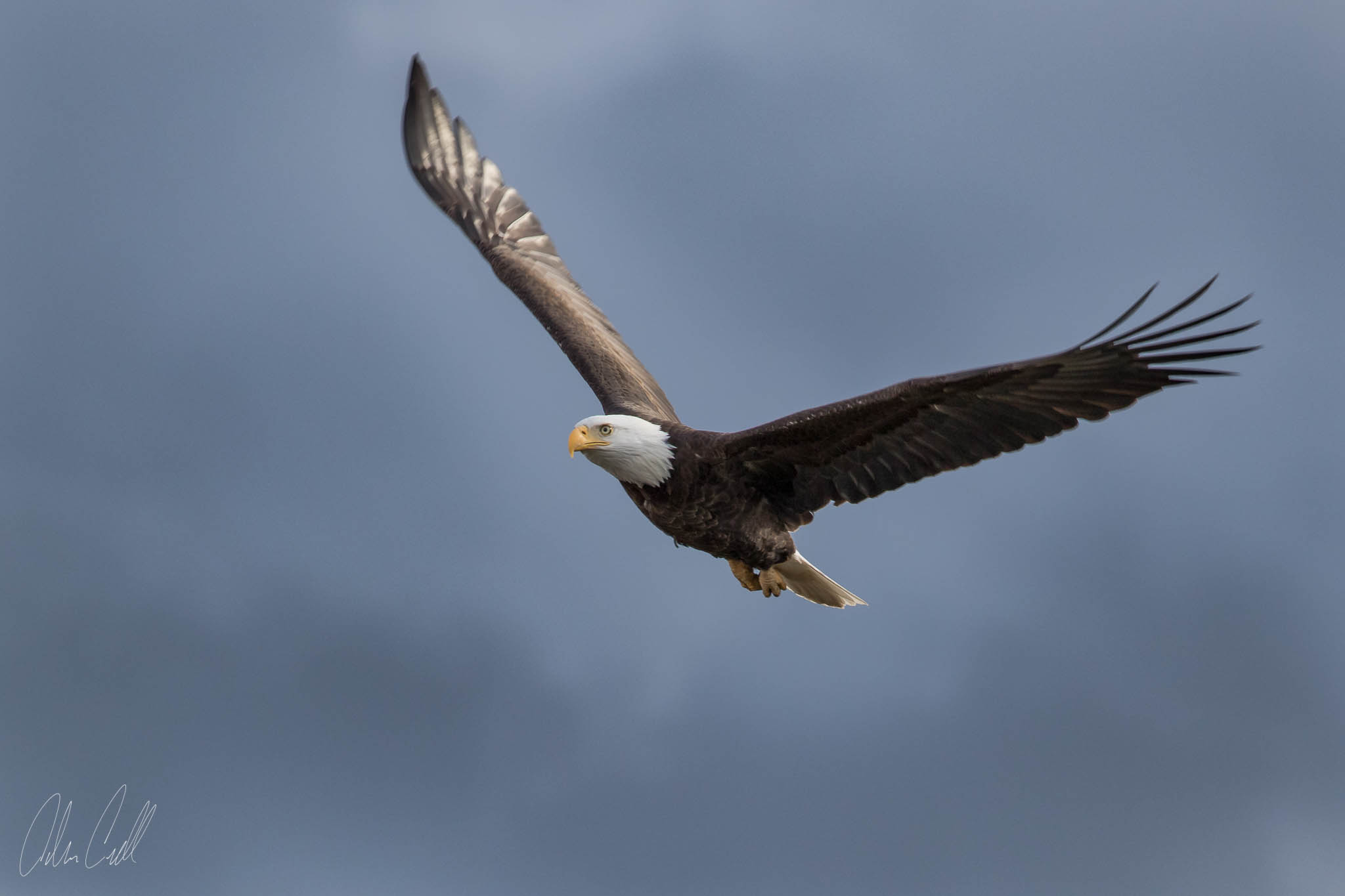  Bald Eagle  Ridgefield Wildlife Refuge  #20150414_0037 