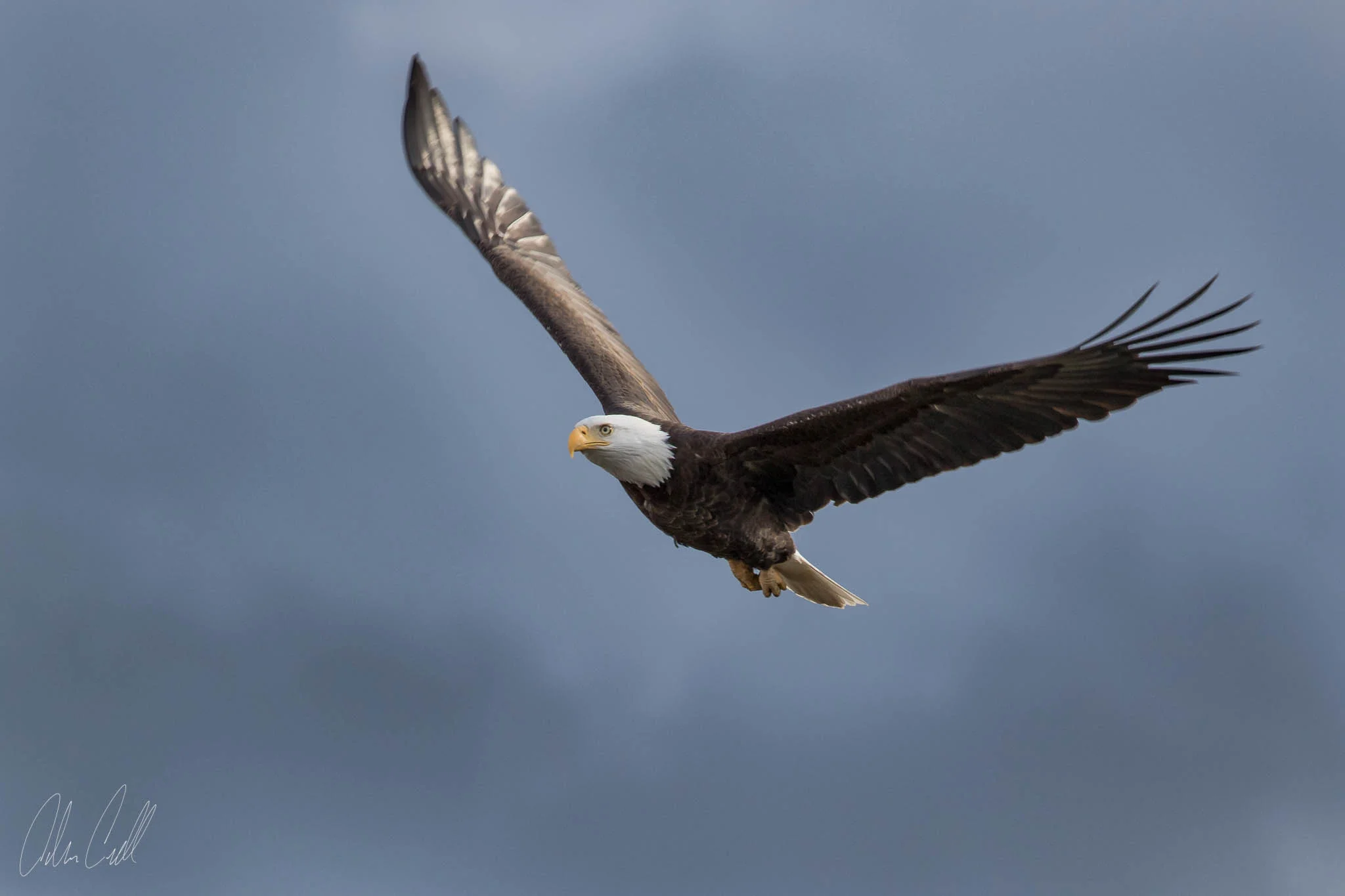Bald Eagle Ridgefield Wildlife Refuge #20150414_0037
