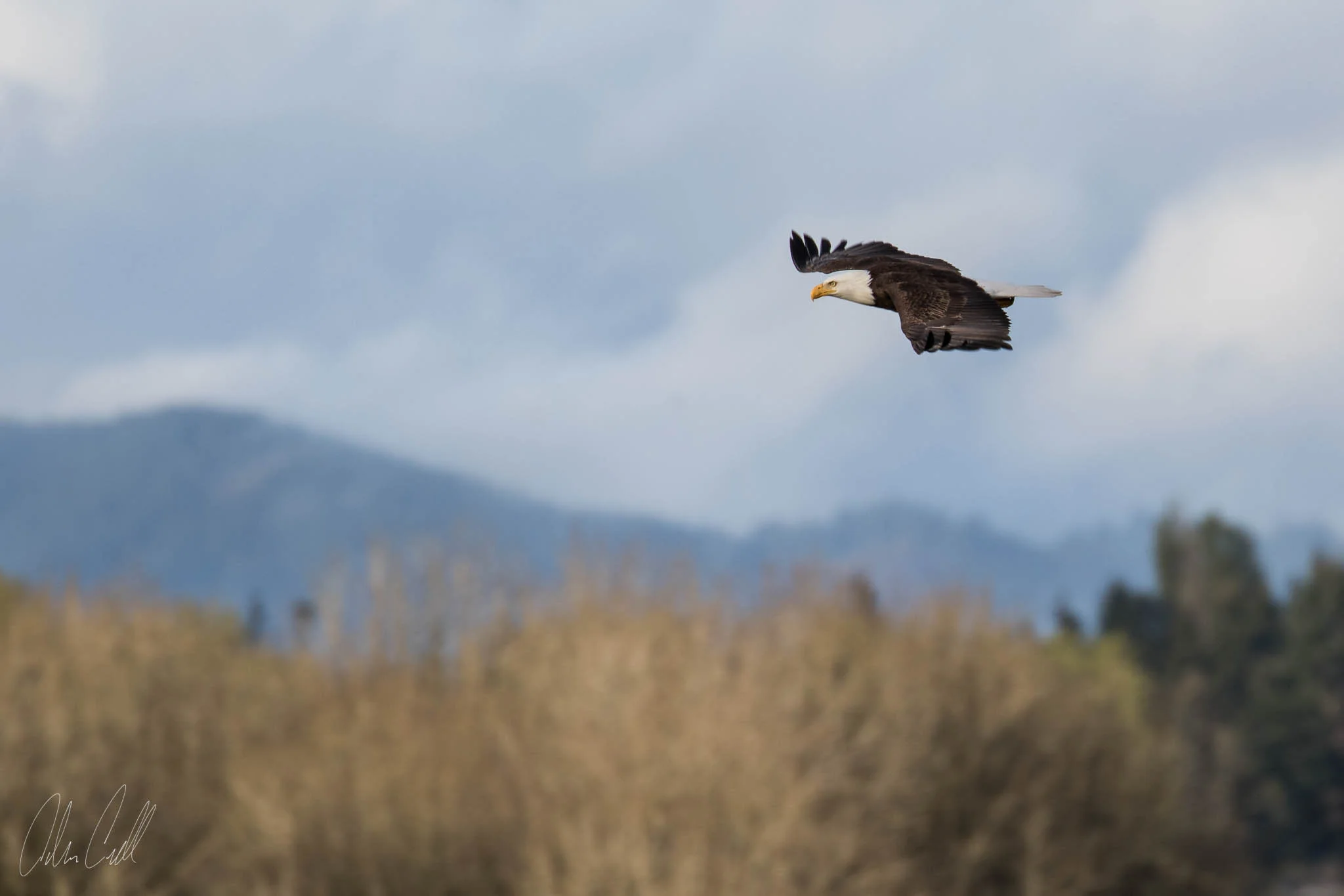 Bald Eagle Ridgefield Wildlife Refuge #20150414_0044