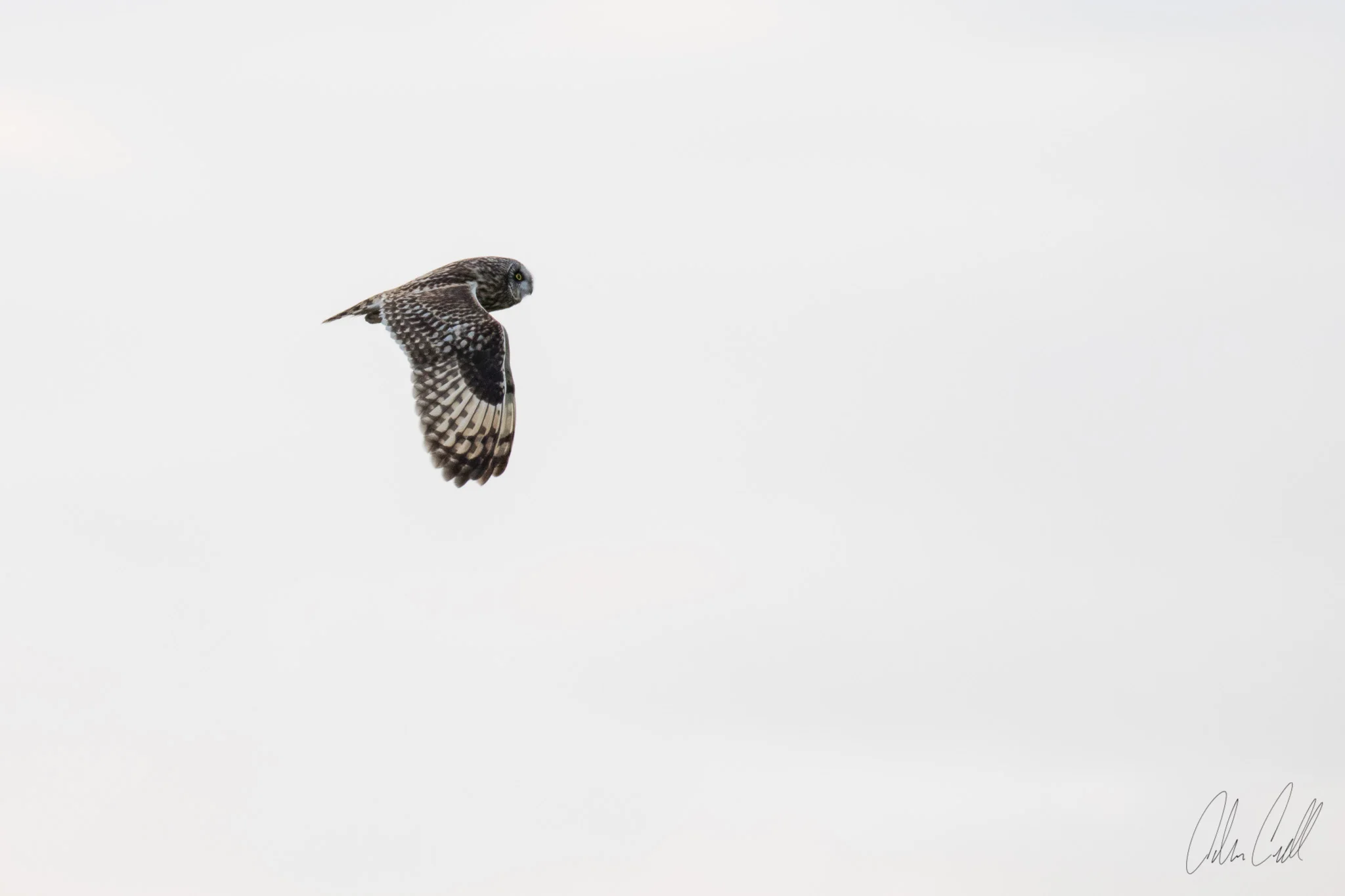 Short-eared Owl Ridgefield Wildlife Refuge #20150402_0080
