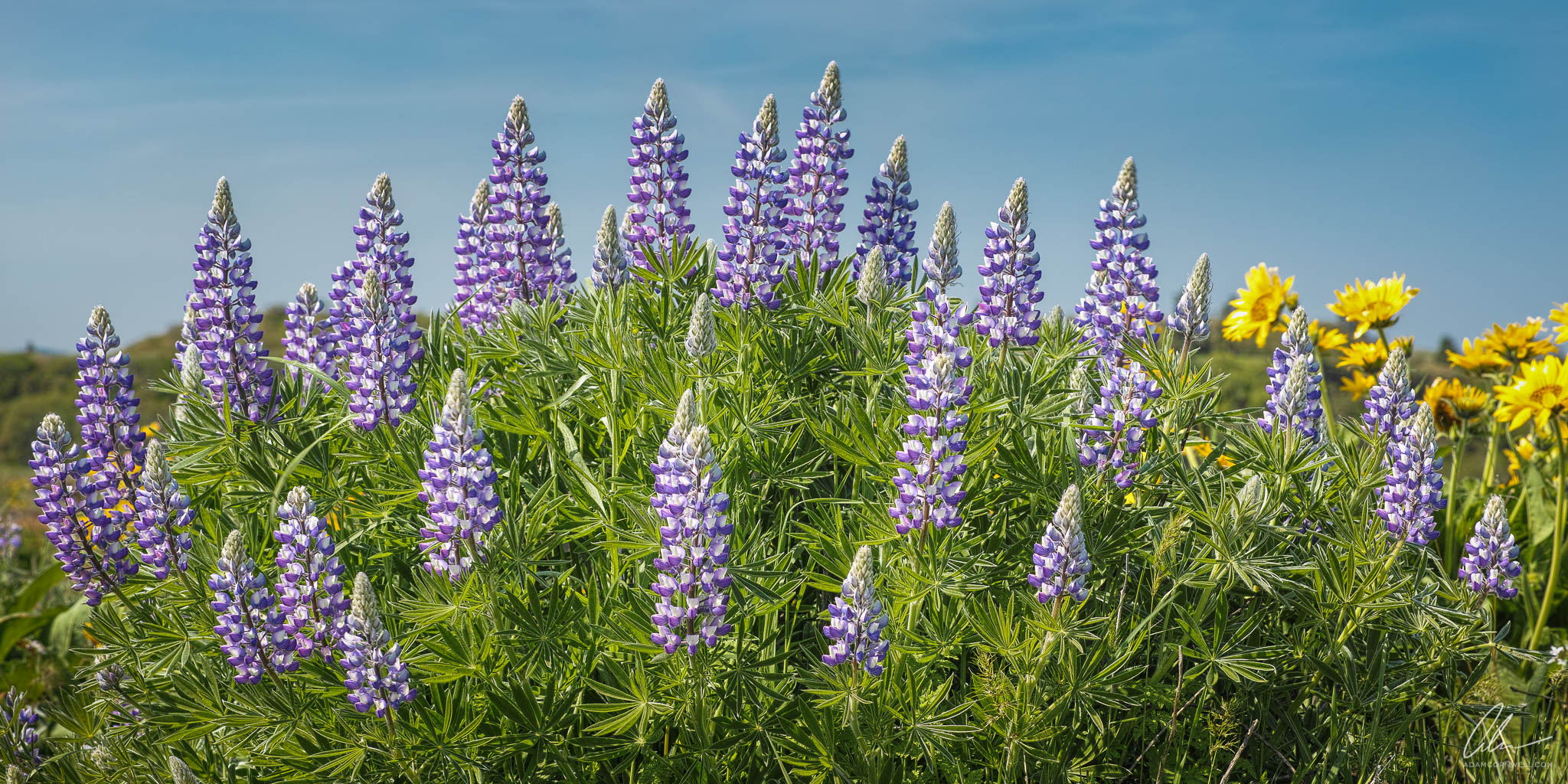 Lupine Forest