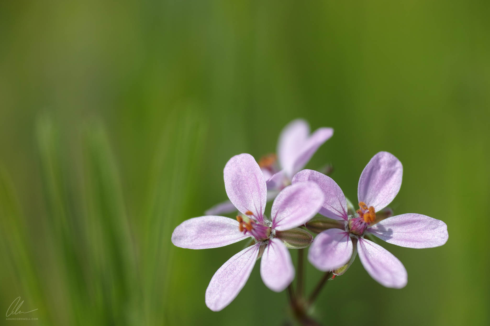 Pink Flowers