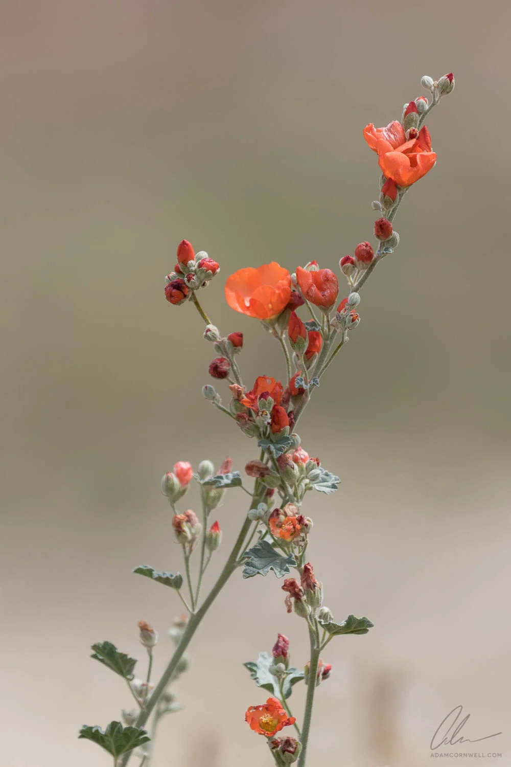 Orange Globe Mallow