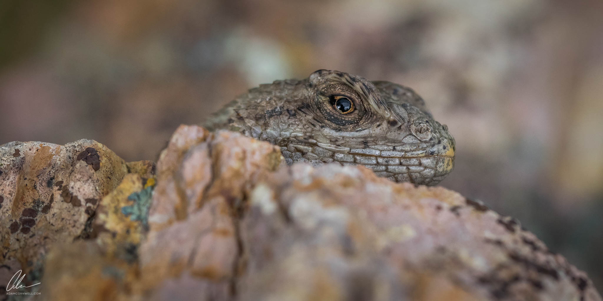   Western Fence Lizard  Painted Hills, OR #20150522_0217 
