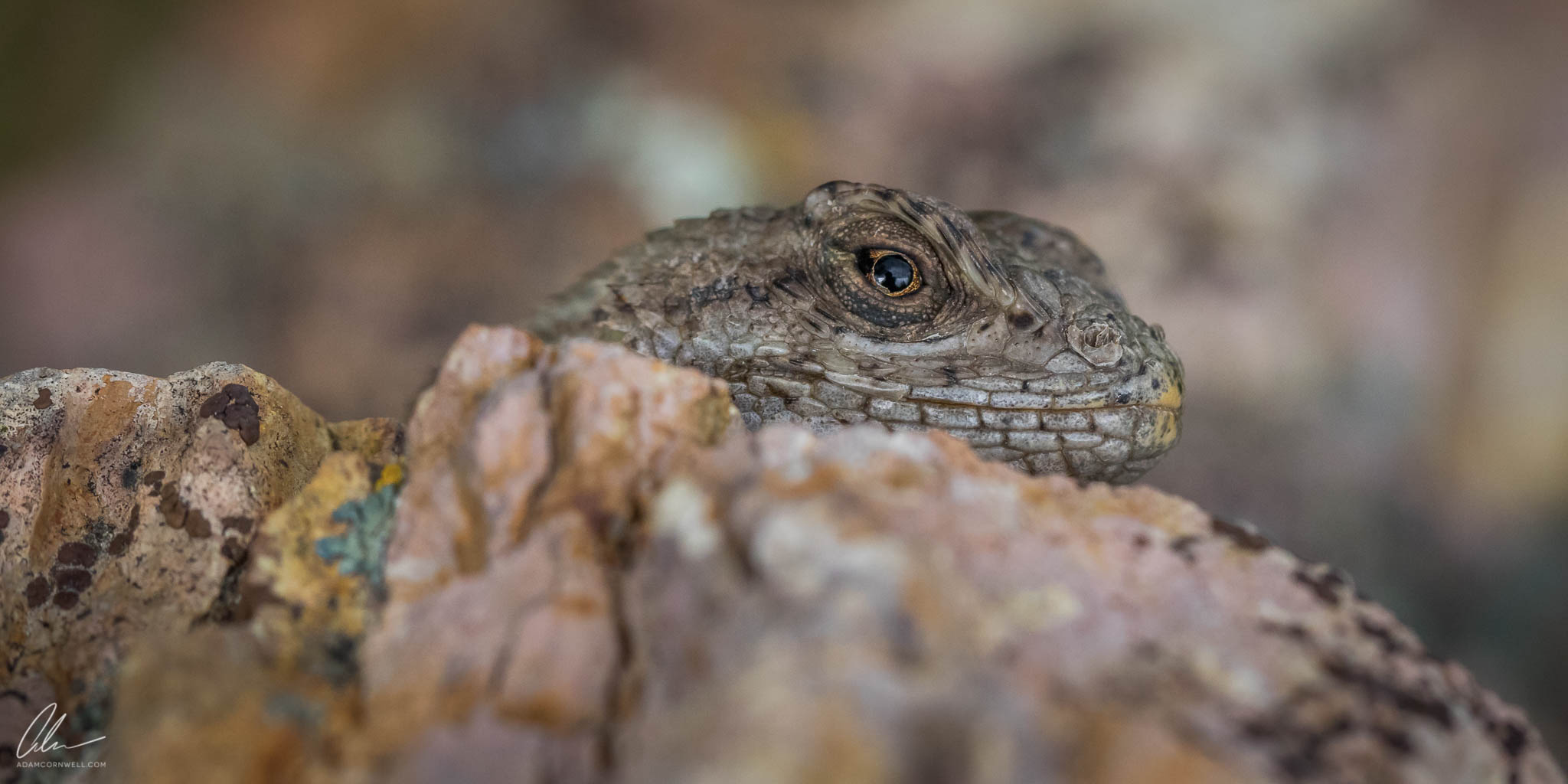 Western Fence Lizard Painted Hills, OR #20150522_0217