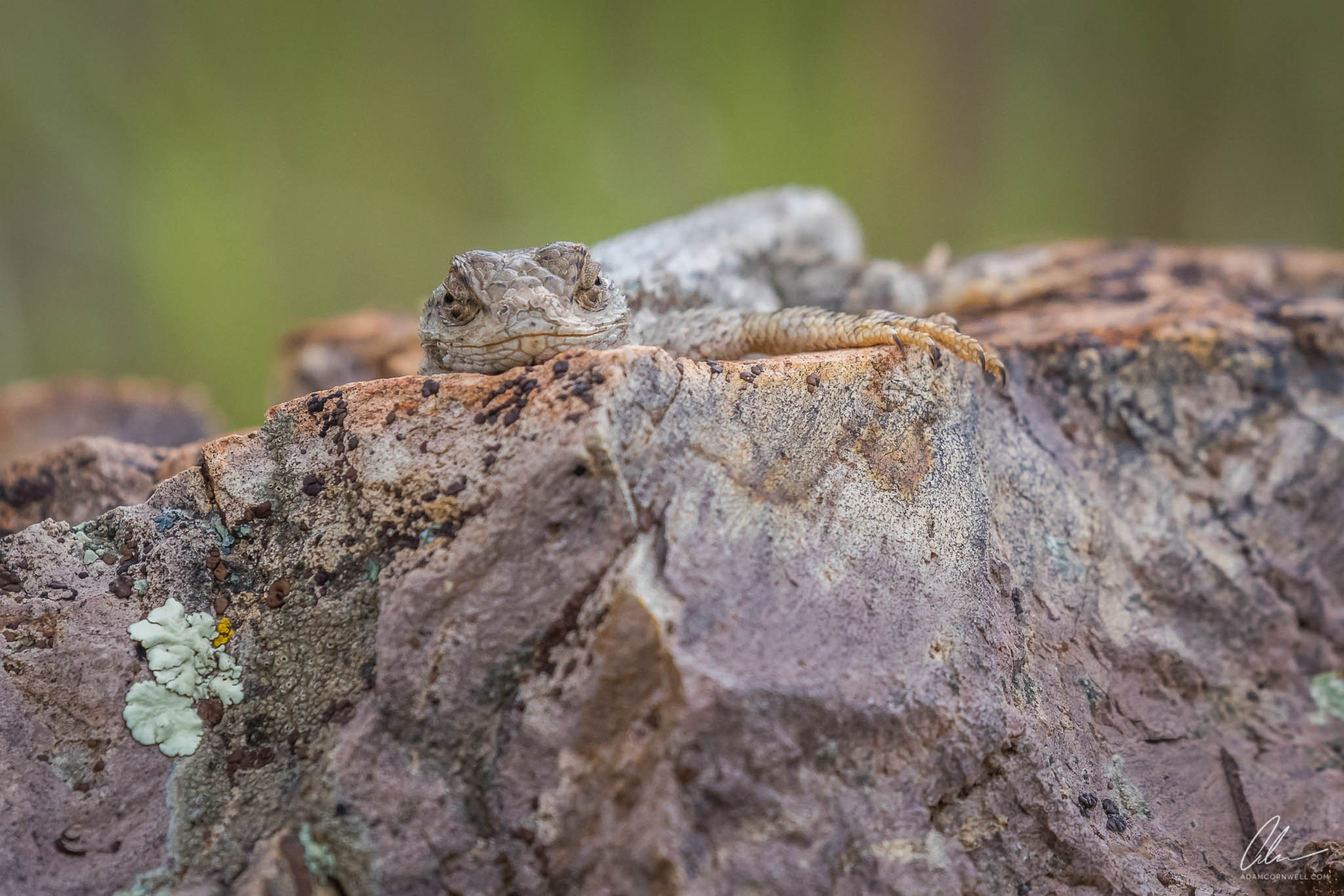   Western Fence Lizard  Painted Hills, OR #20150522_0153 
