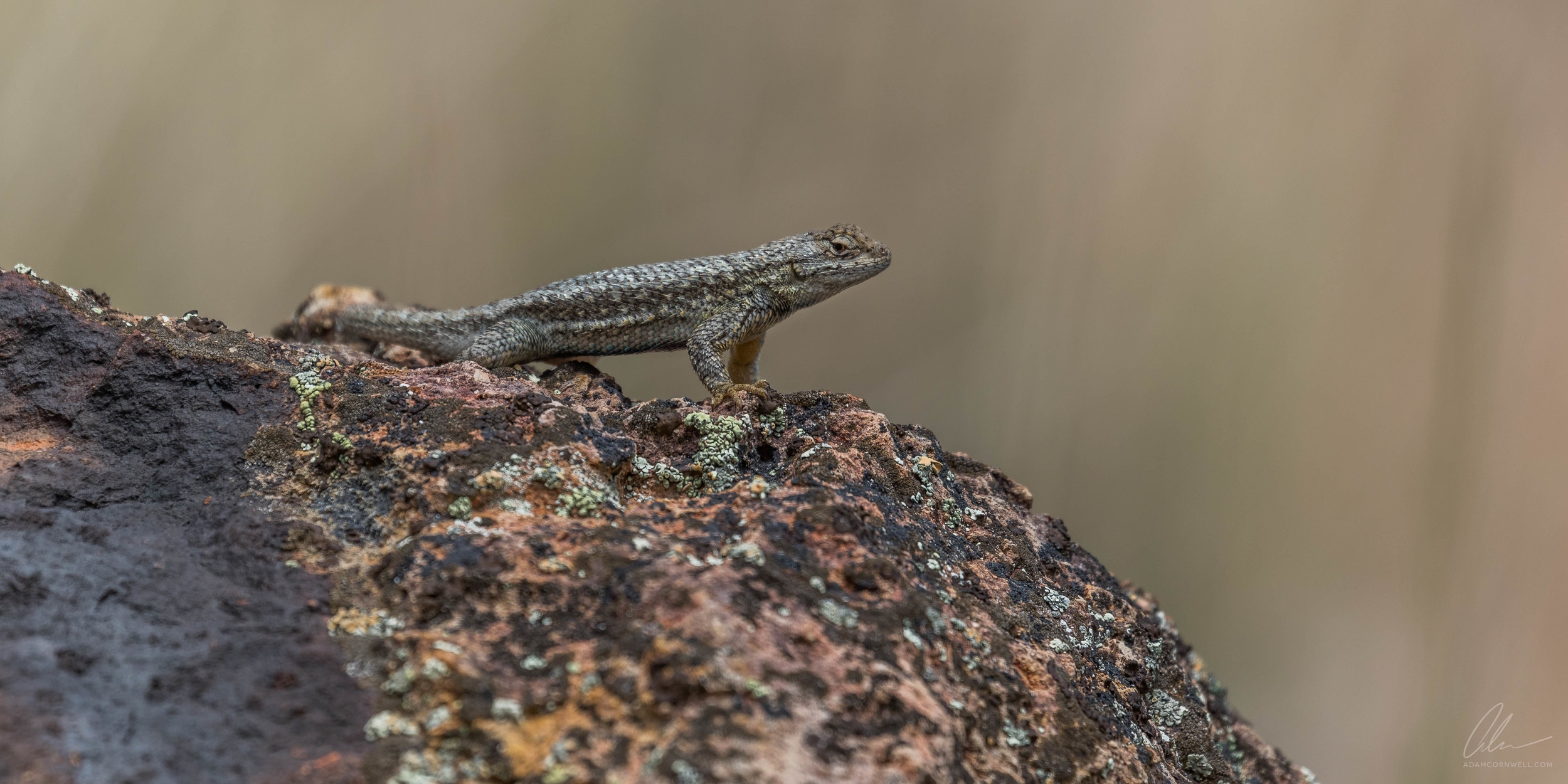  Western Fence Lizard  Painted Hills, OR #20150522_0258 