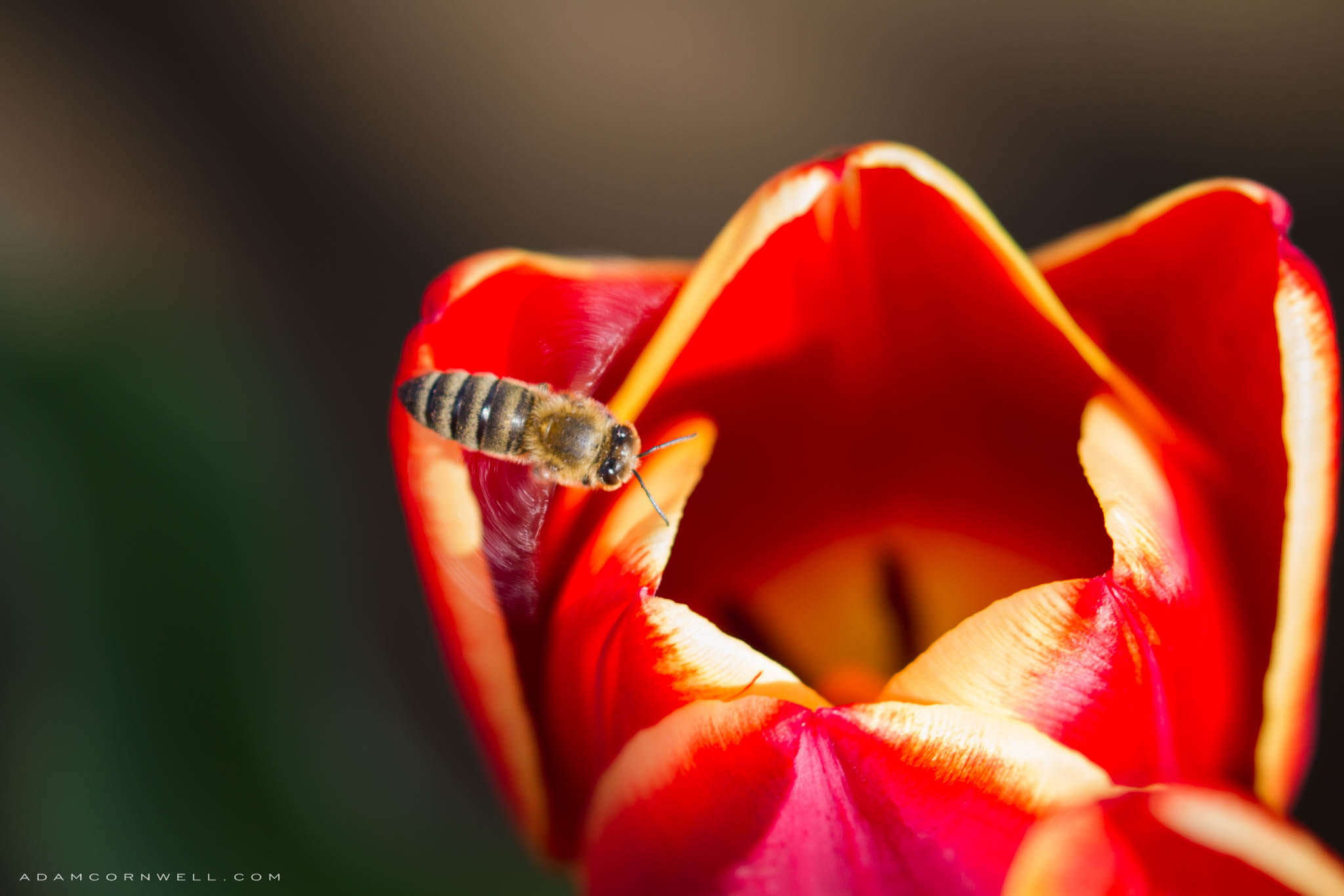  Honey Bee  Woodland Tulip Festival #20150328_0030 
