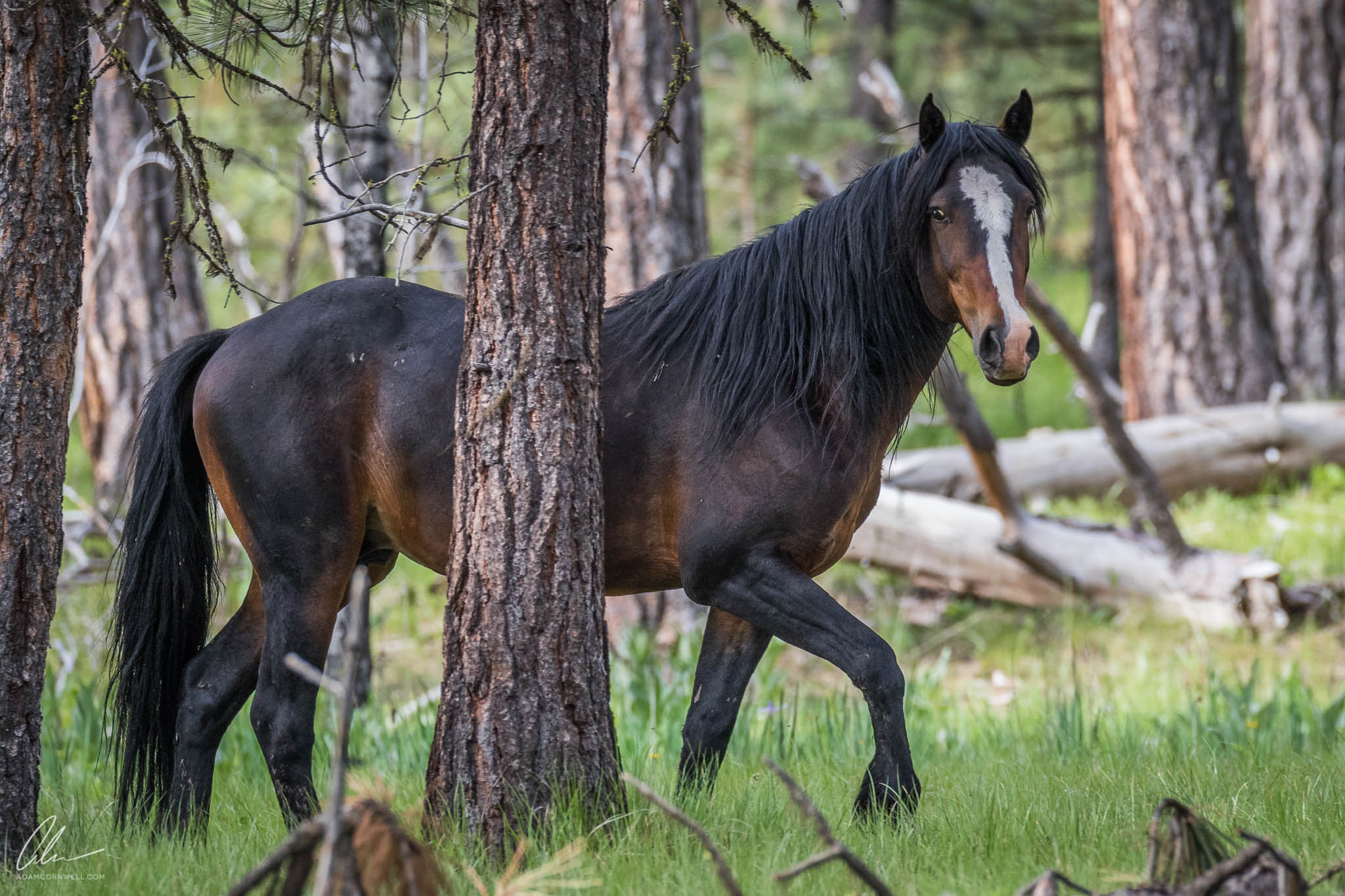 Wild Horse