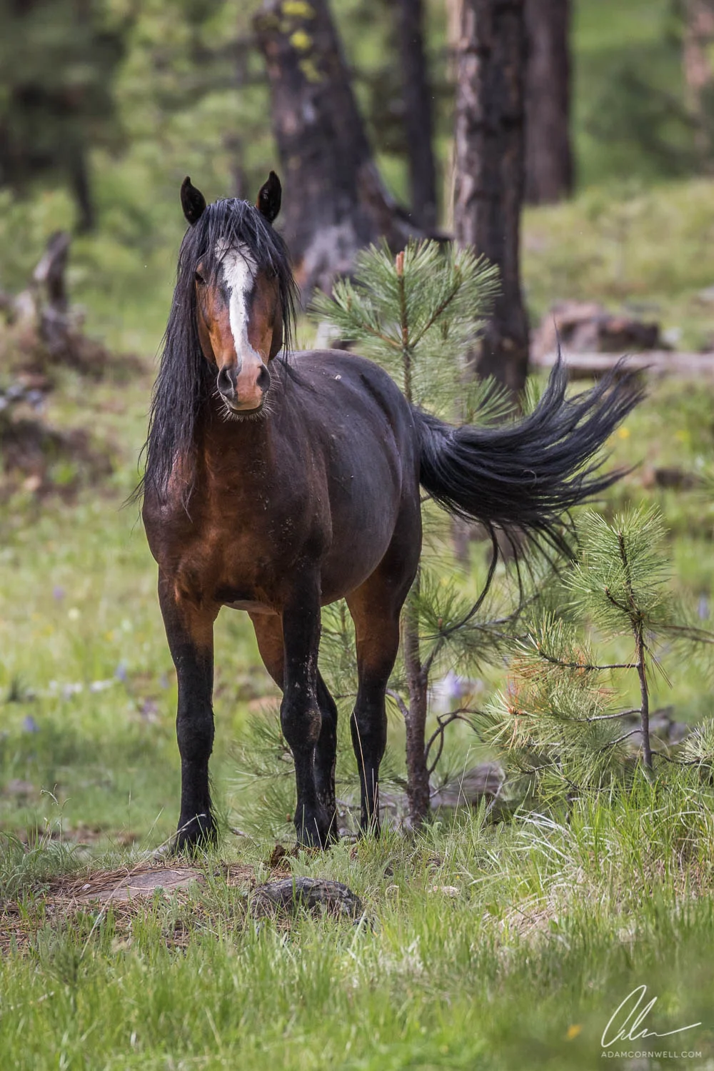 Wild Horse