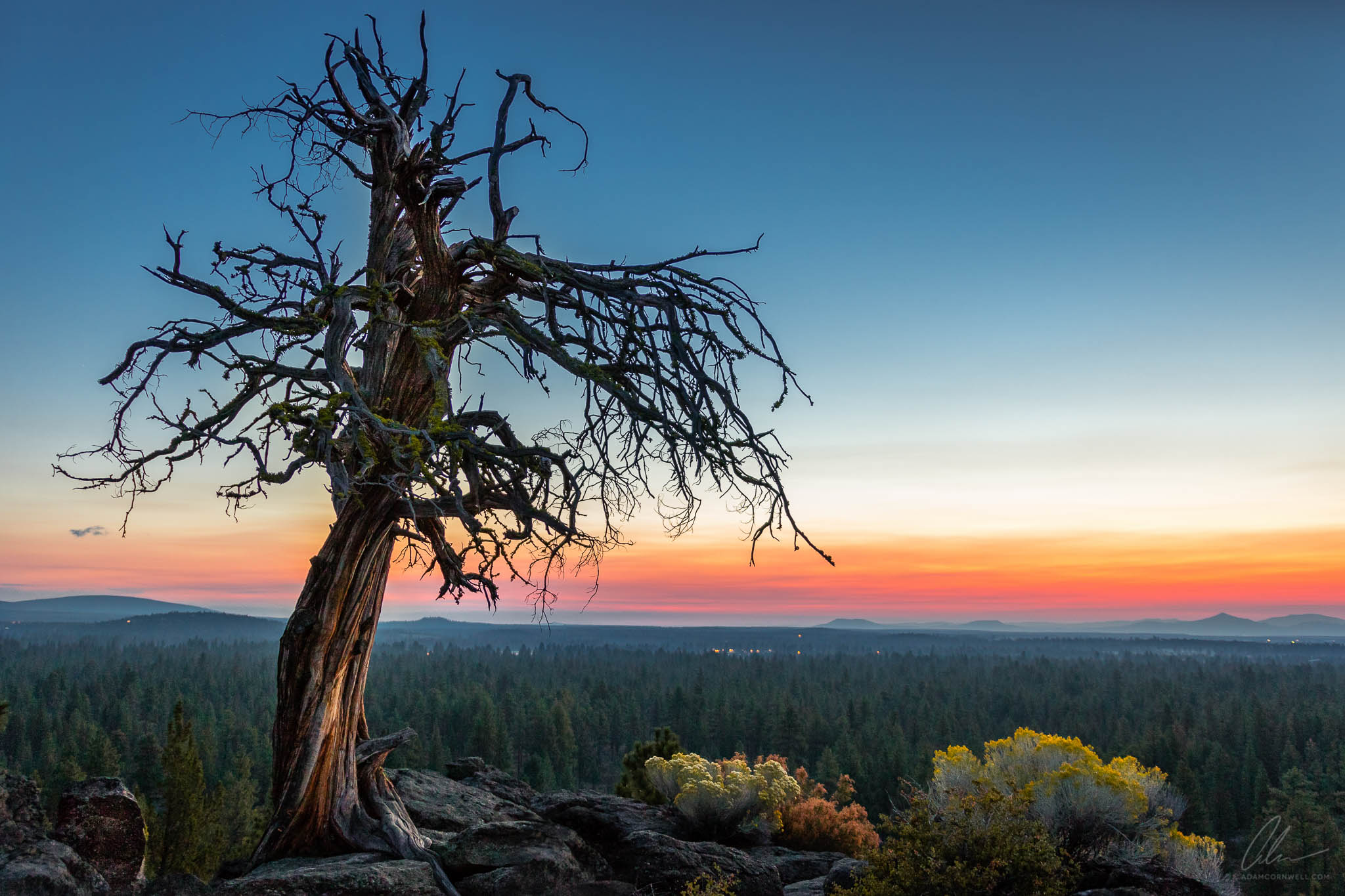 Gnarled Tree at Sunrise