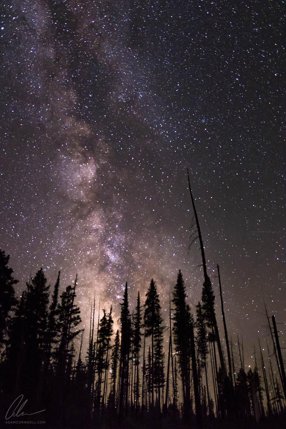 Milky Way Over Forest