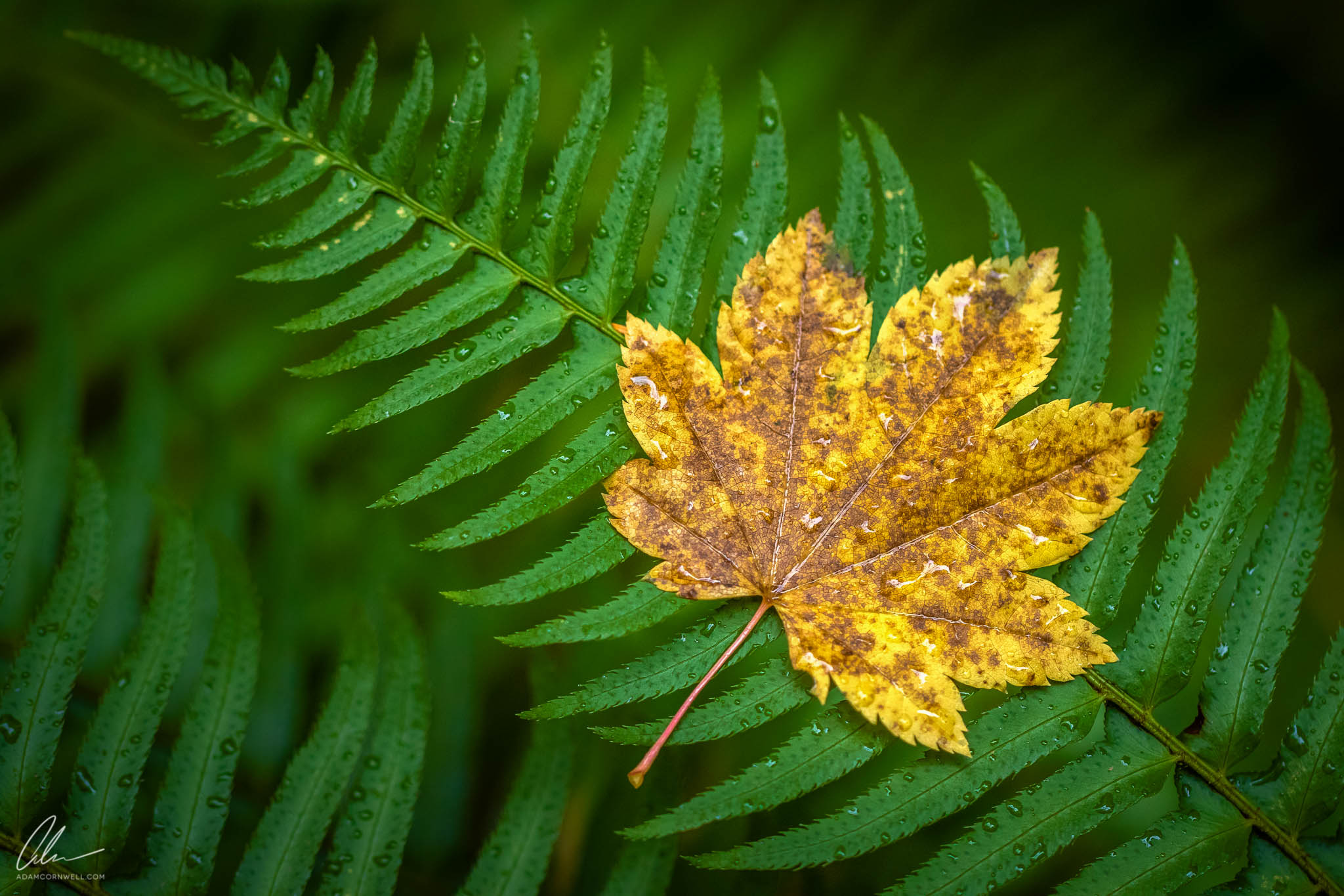 Fall Colors