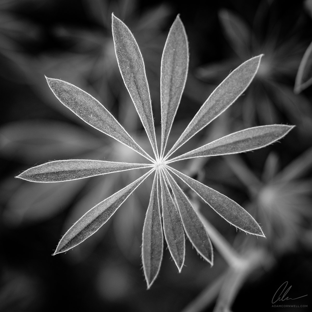 Lupine Leaves