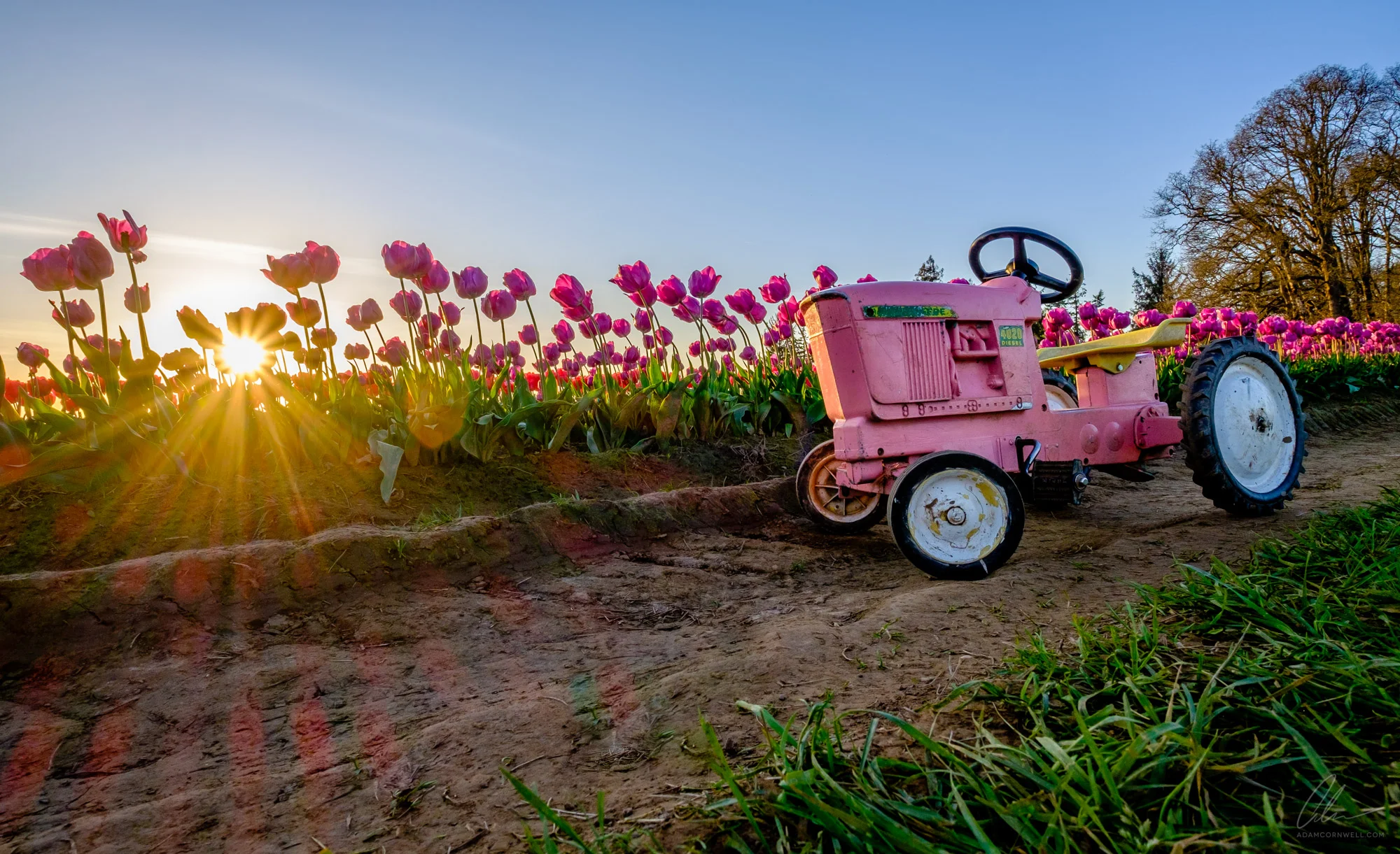 Tulips & Tractor