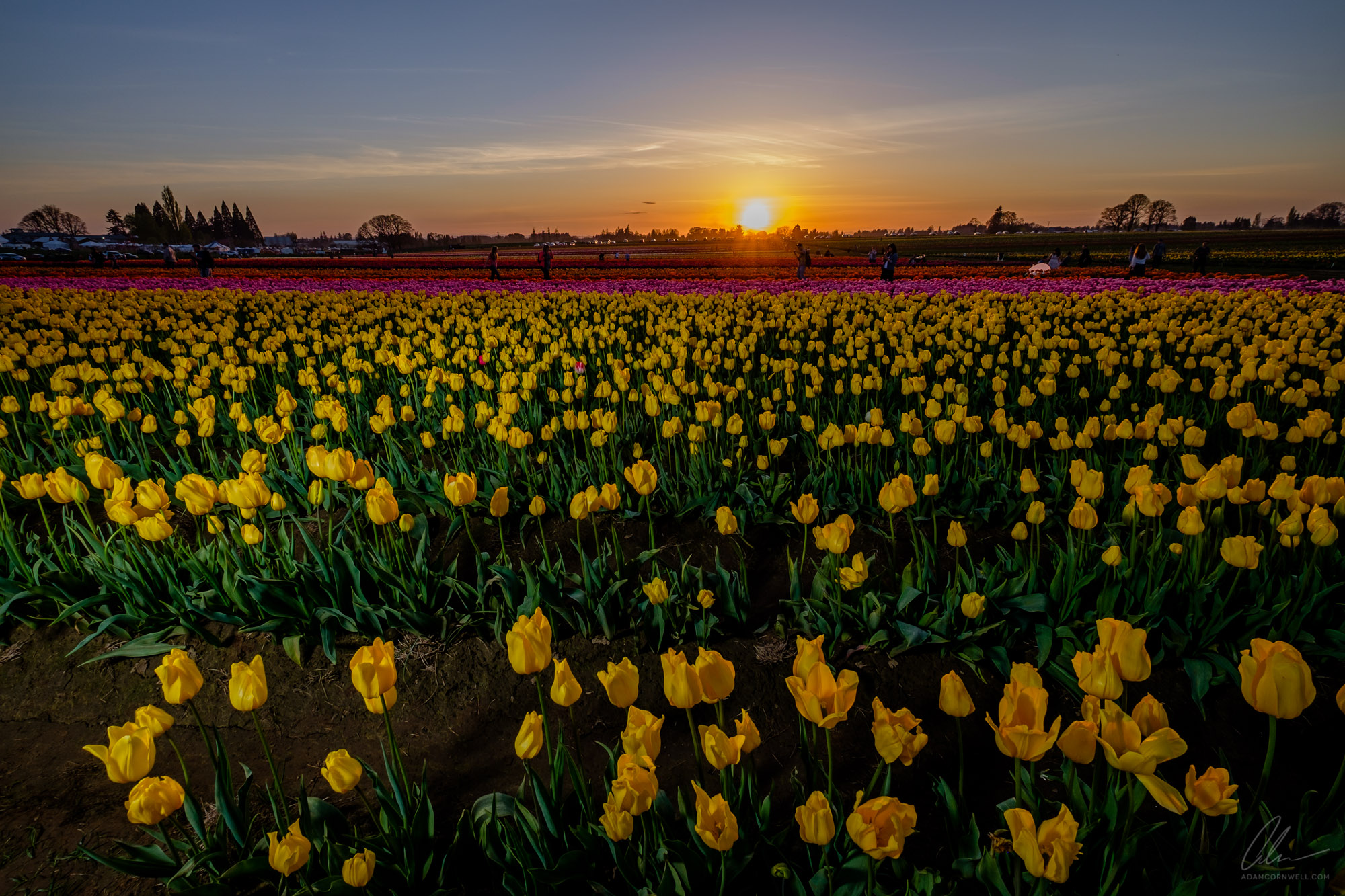 Tulips Sunset