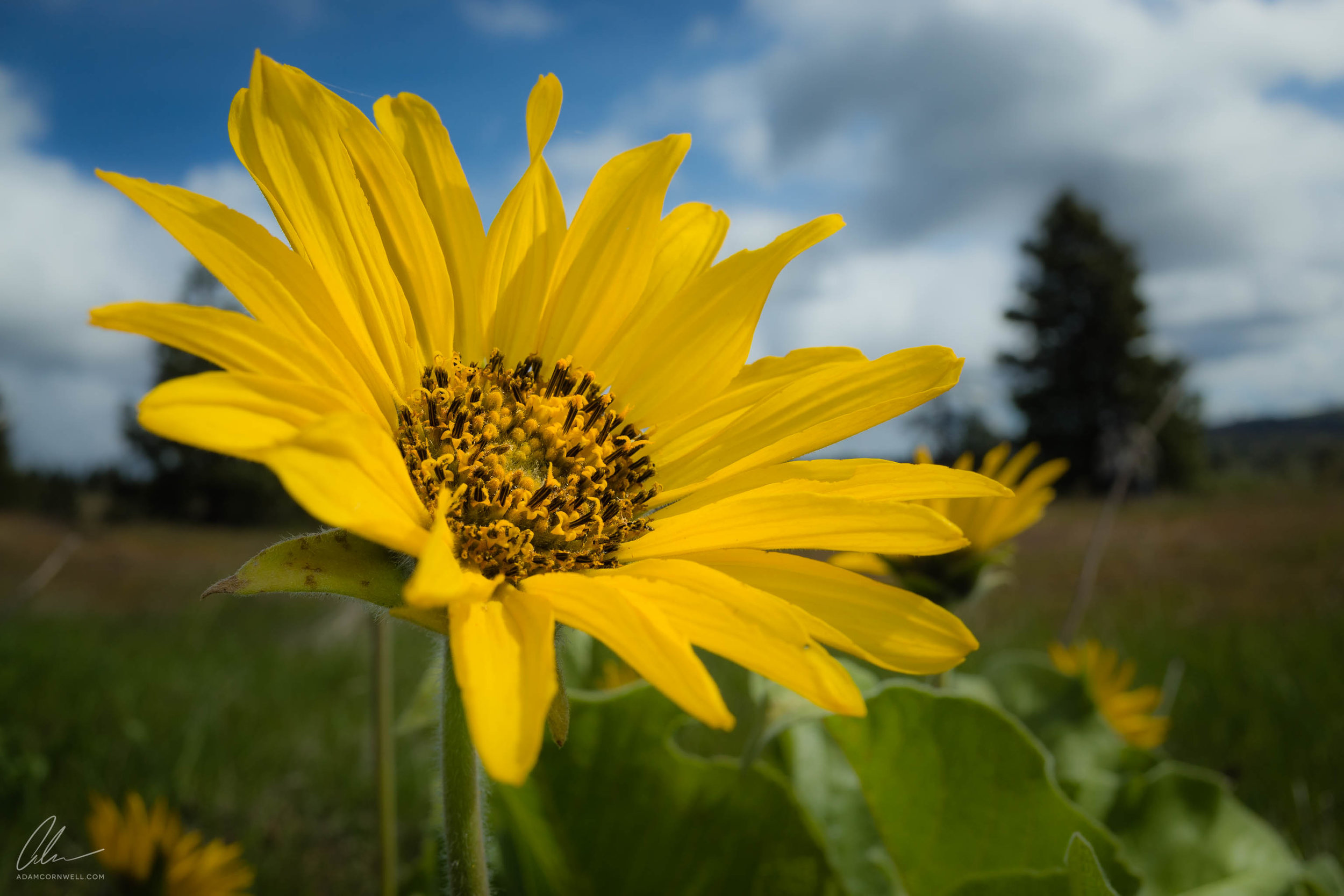 Balsamroot