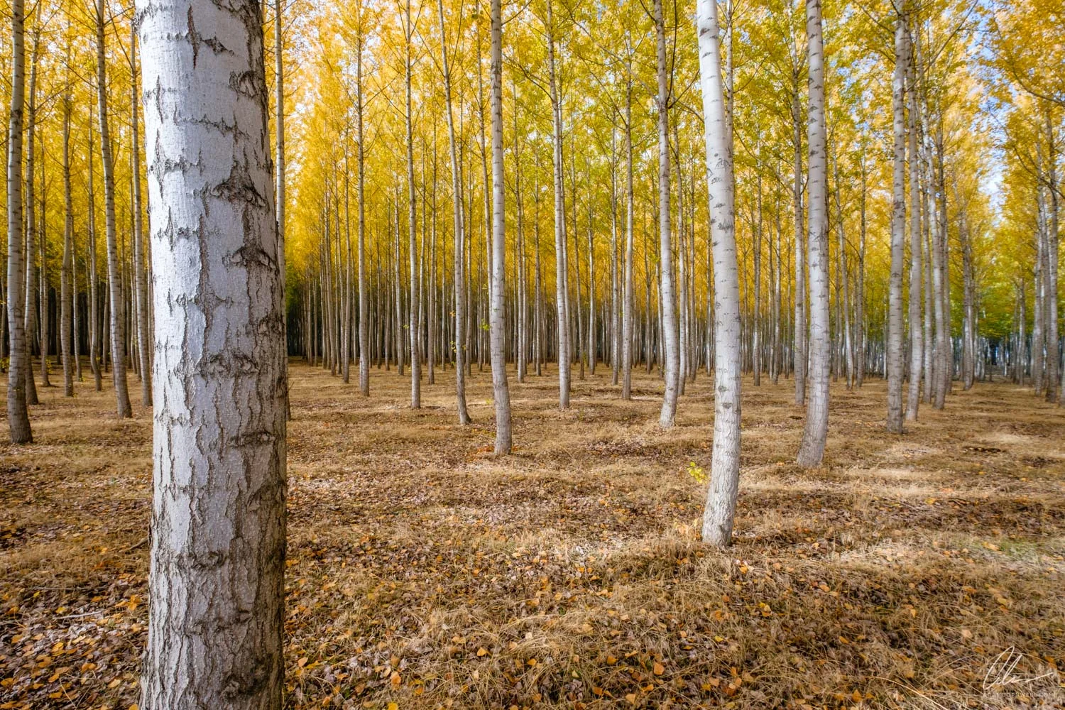Boardman Tree Farm