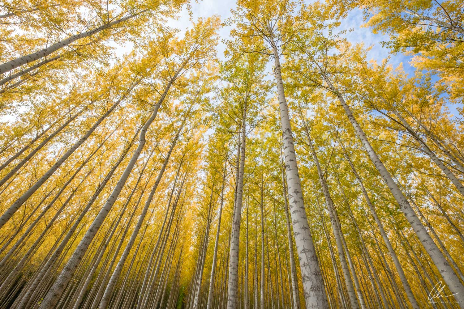 Boardman Tree Farm