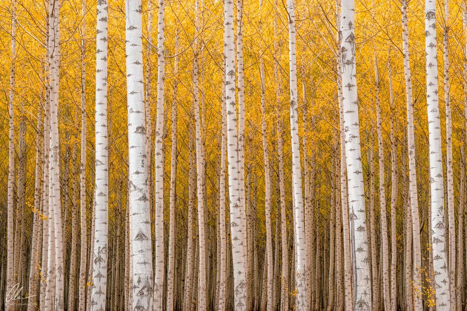 Autumn Poplars