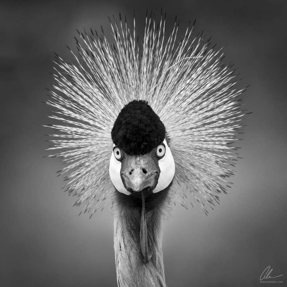   Grey Crowned Crane  #20110604_0498-EE  FACTOID: Crowned Cranes are the only cranes that roost in trees.  STATUS:&nbsp; Endangered  