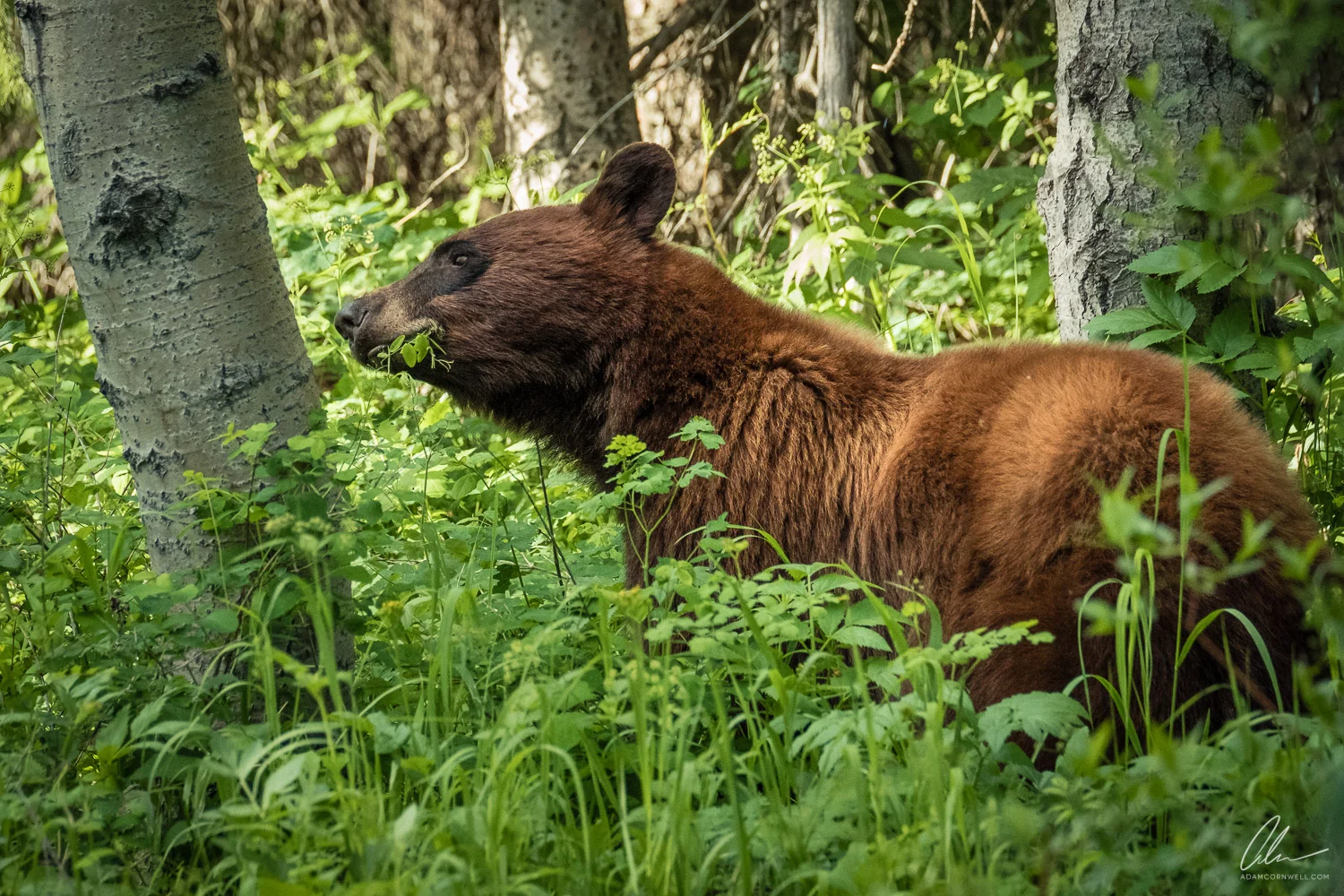 Black Bear