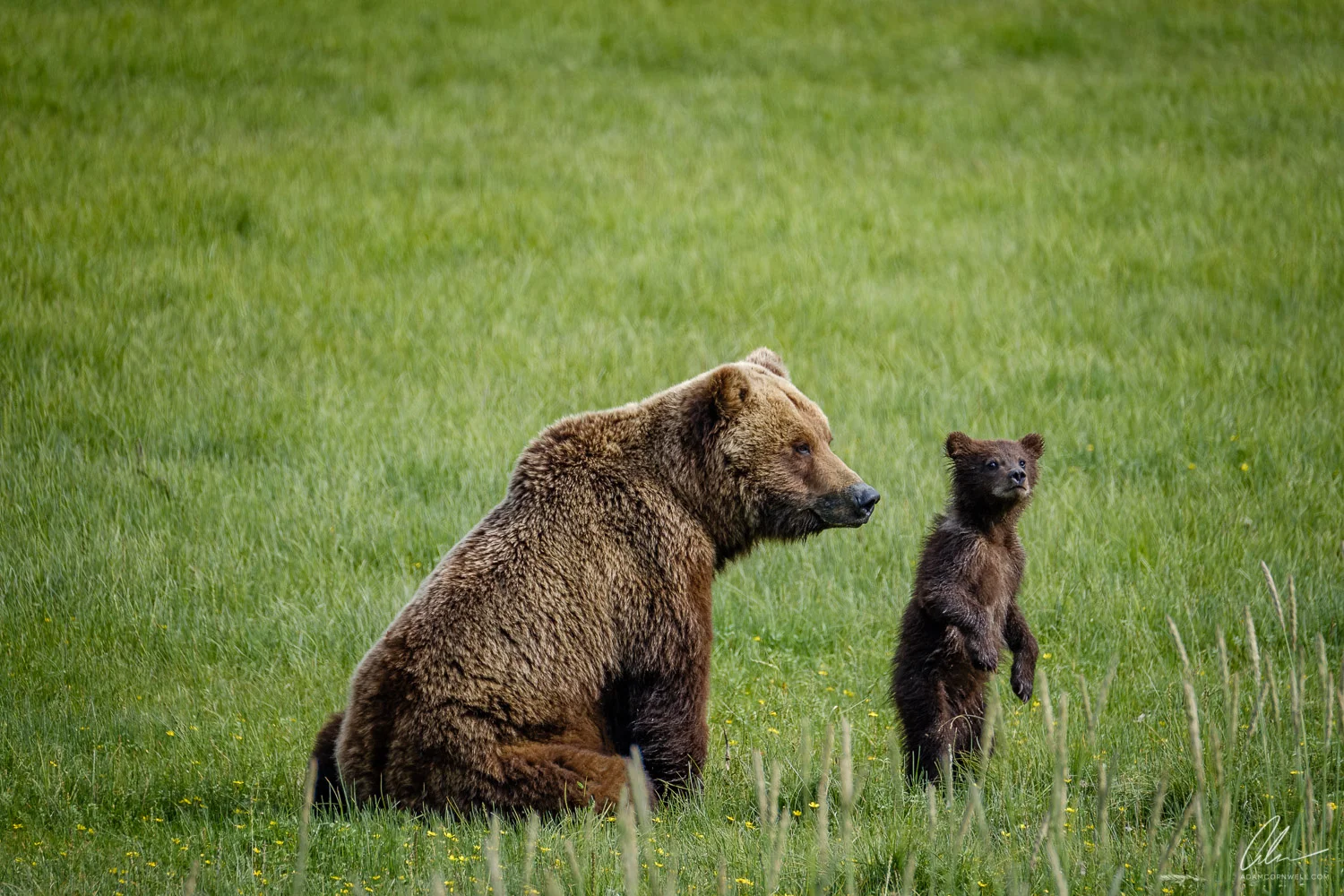 Sow & Cub
