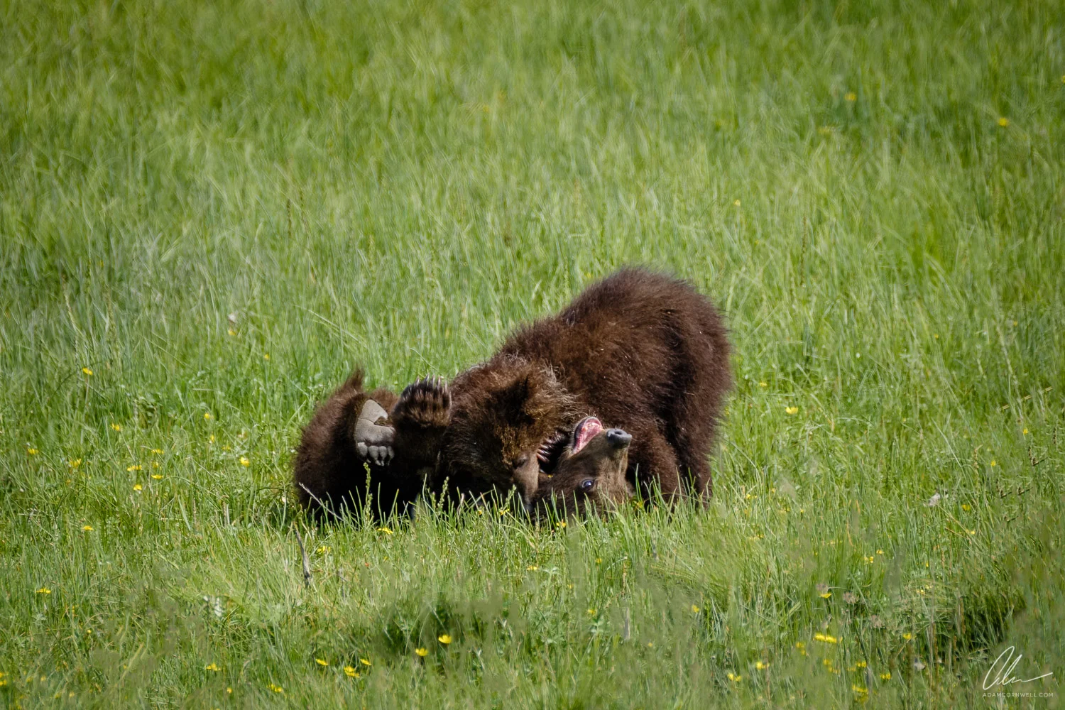 Cubs at Play