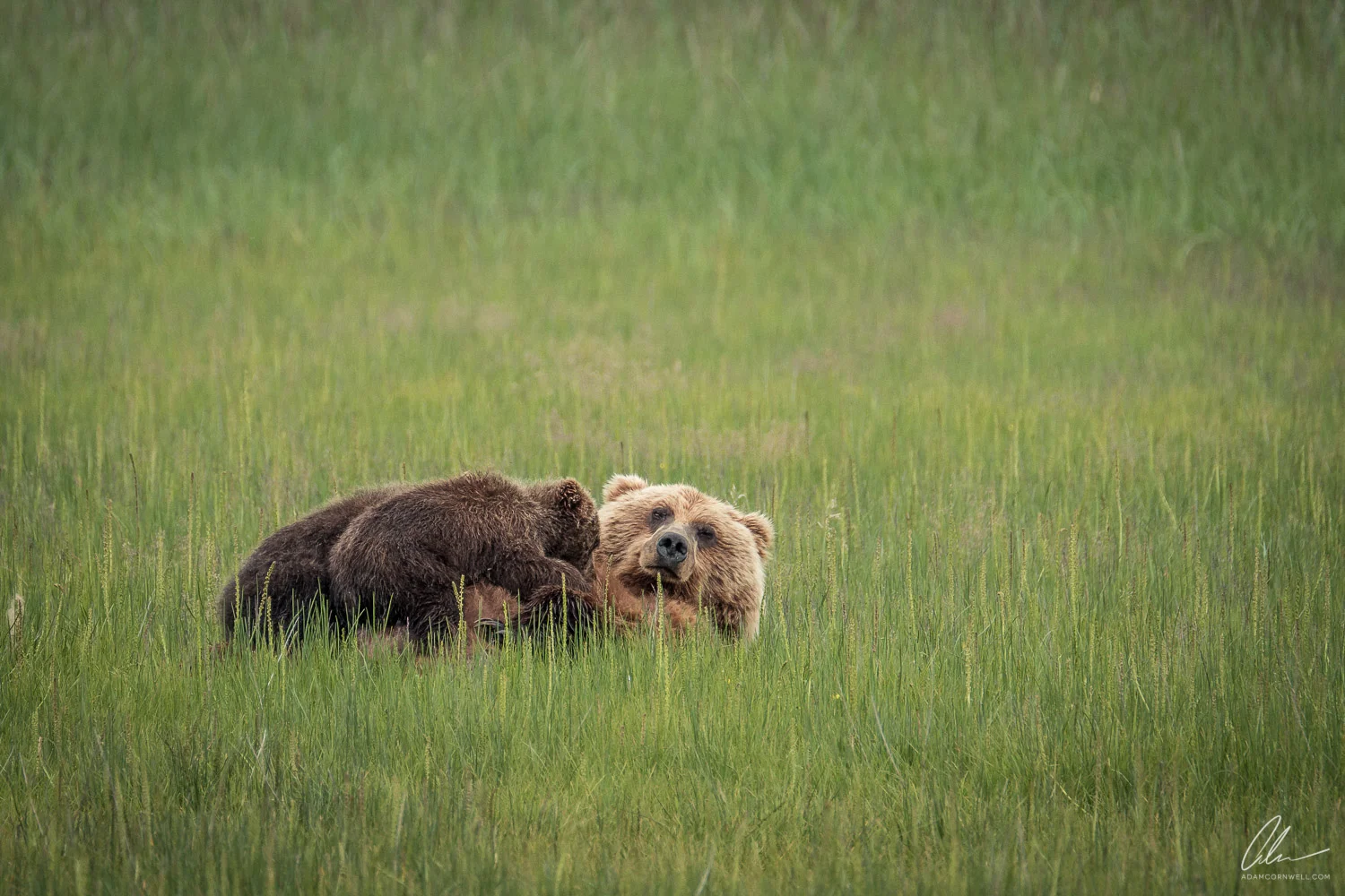 Nursing Cubs