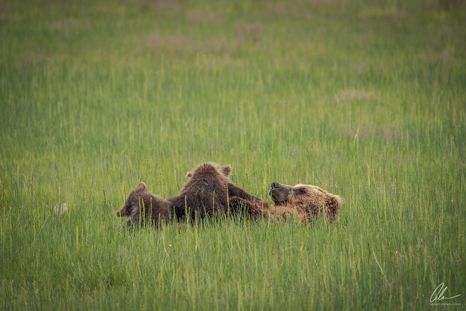 Nursing Cubs