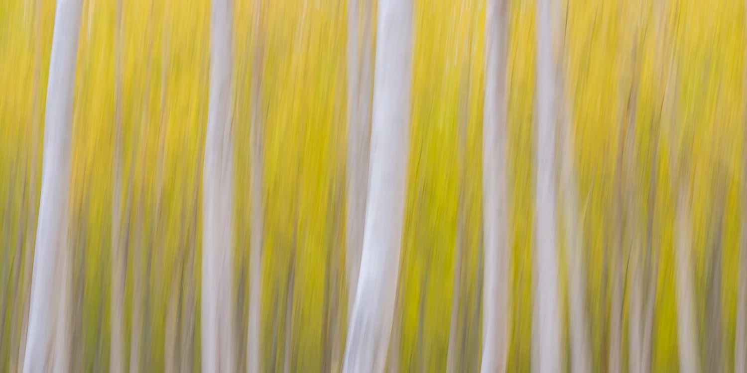 Poplar Forest IV