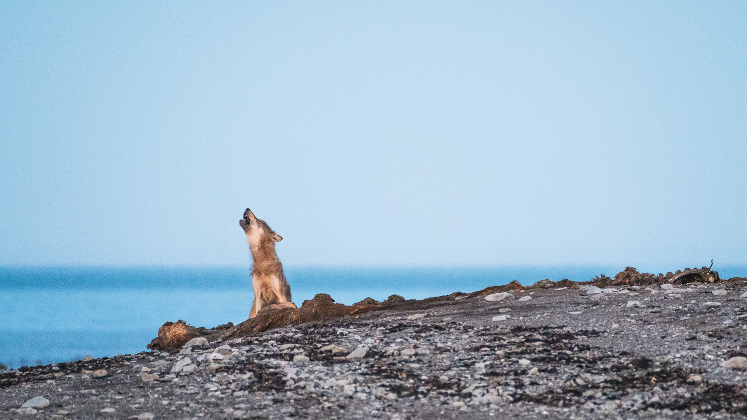 Wolf on Moose Kill