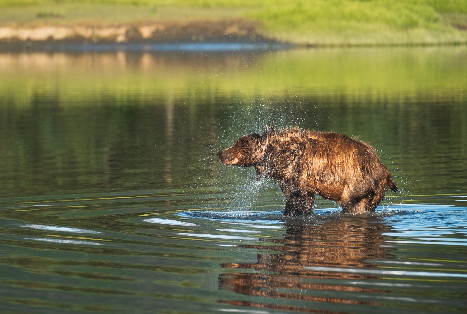 Cinnamon Bear