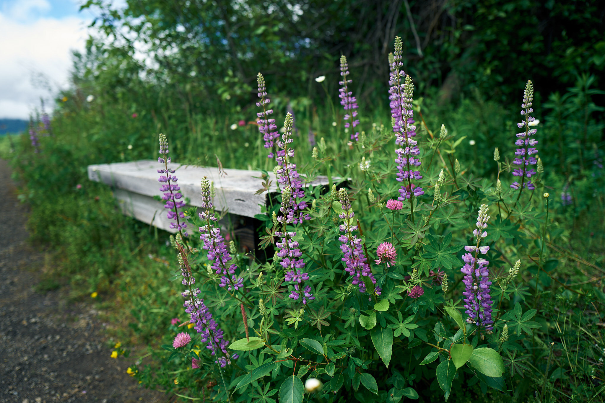 Lupine & Bench