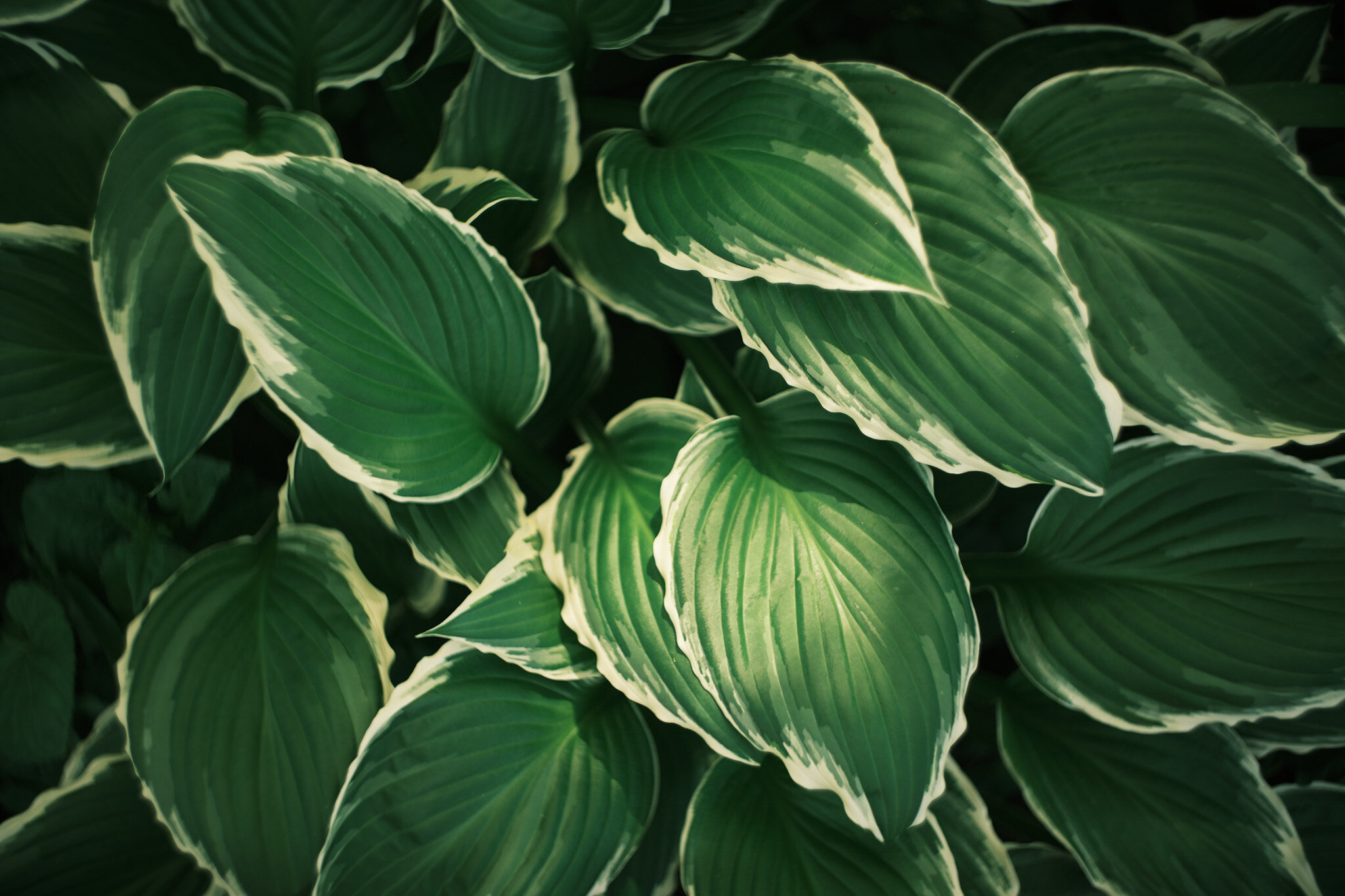 Hosta Leaves