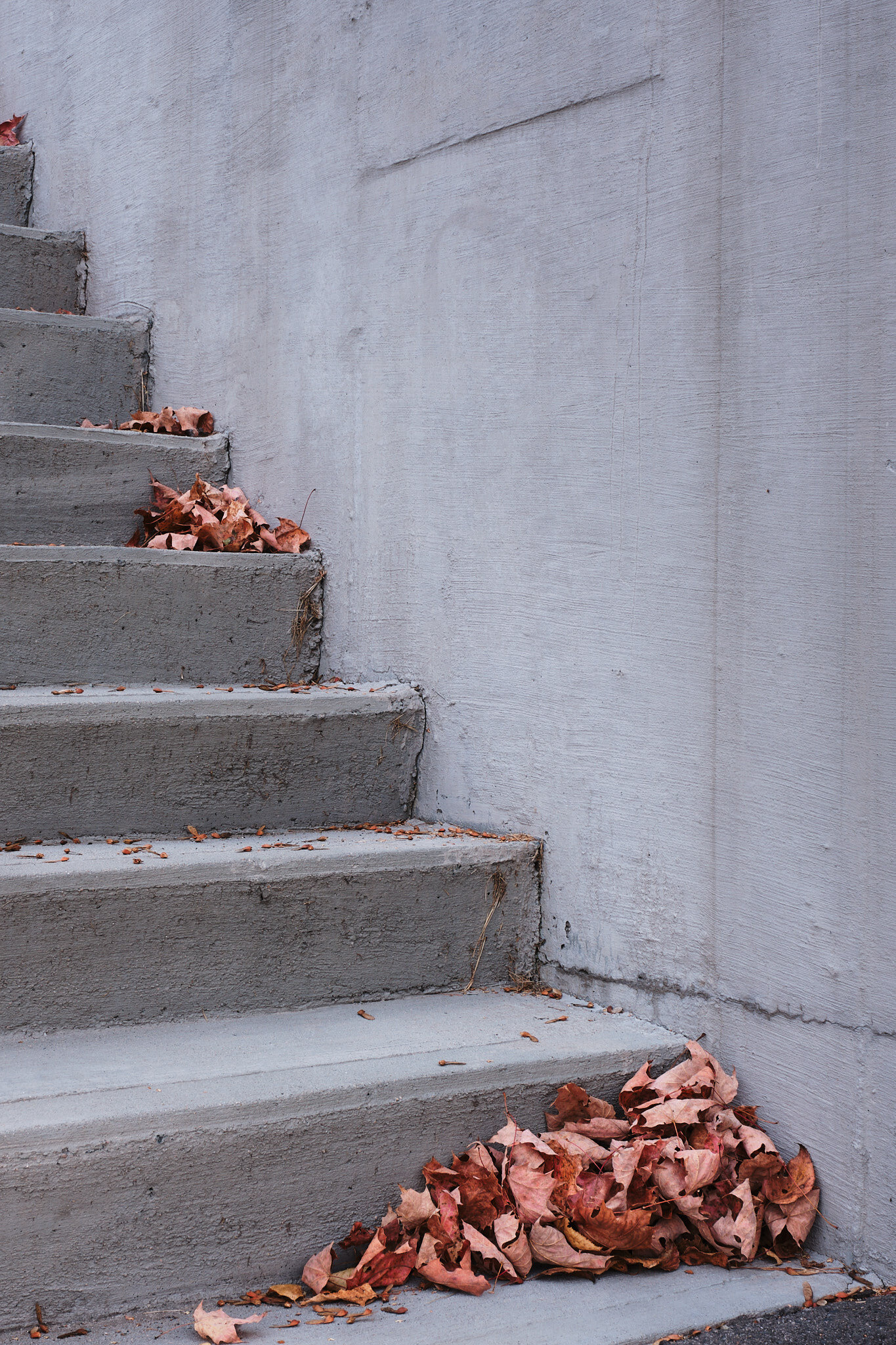 Leaves on Steps