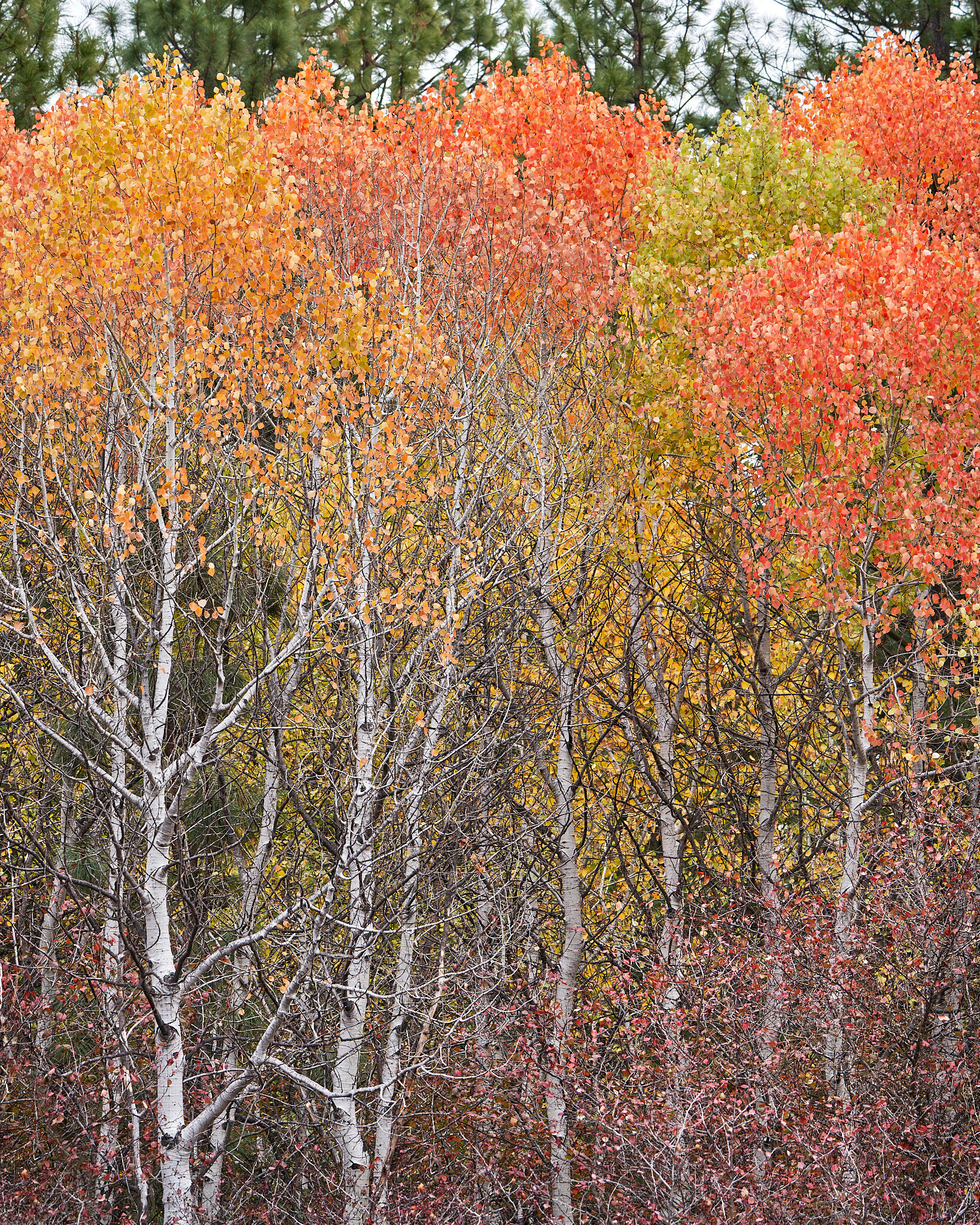 Aspen Forest