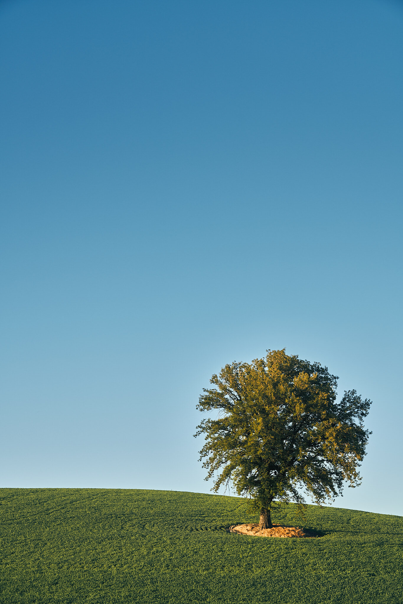 Lone Tree