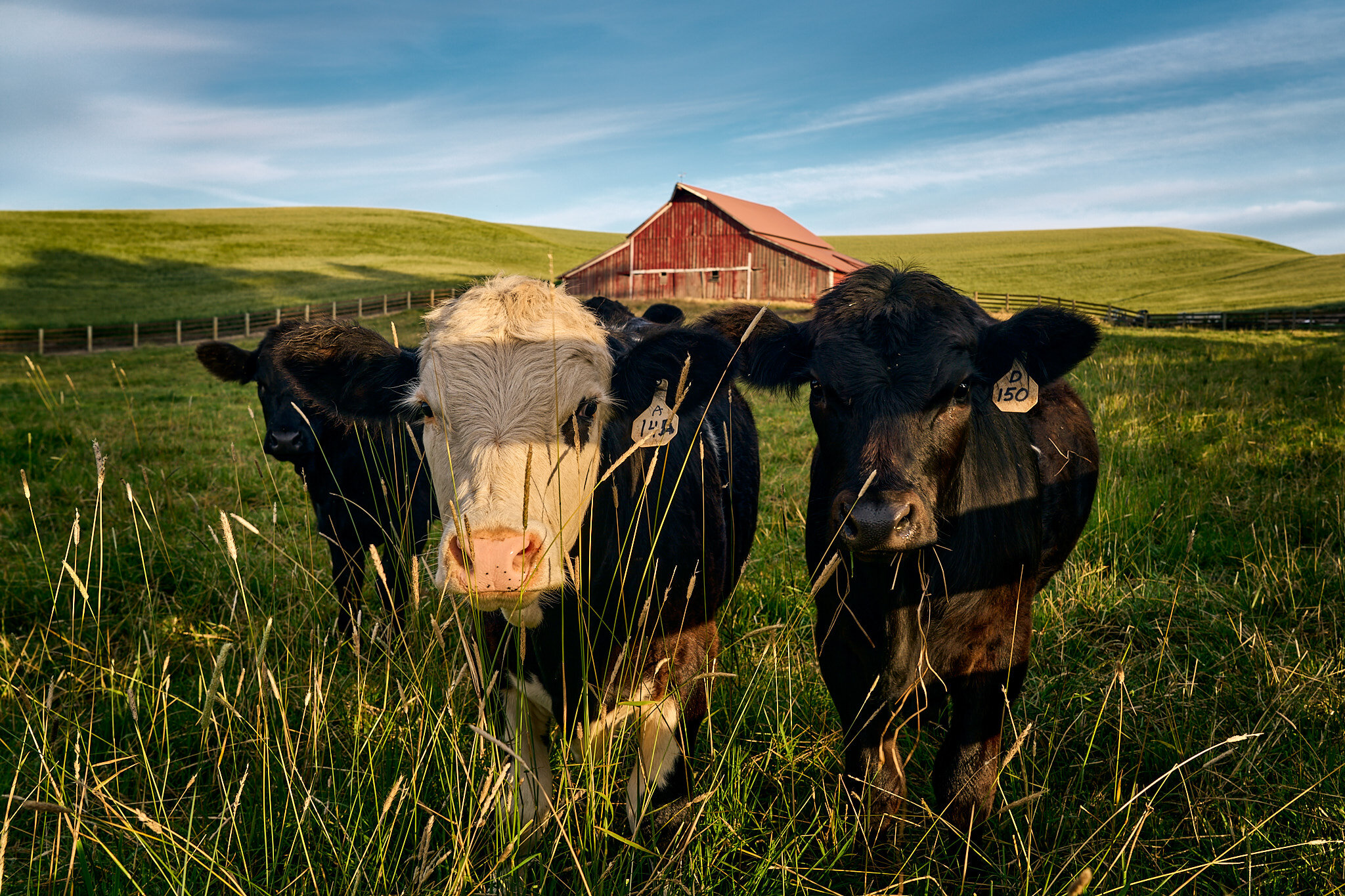 Cow Trio